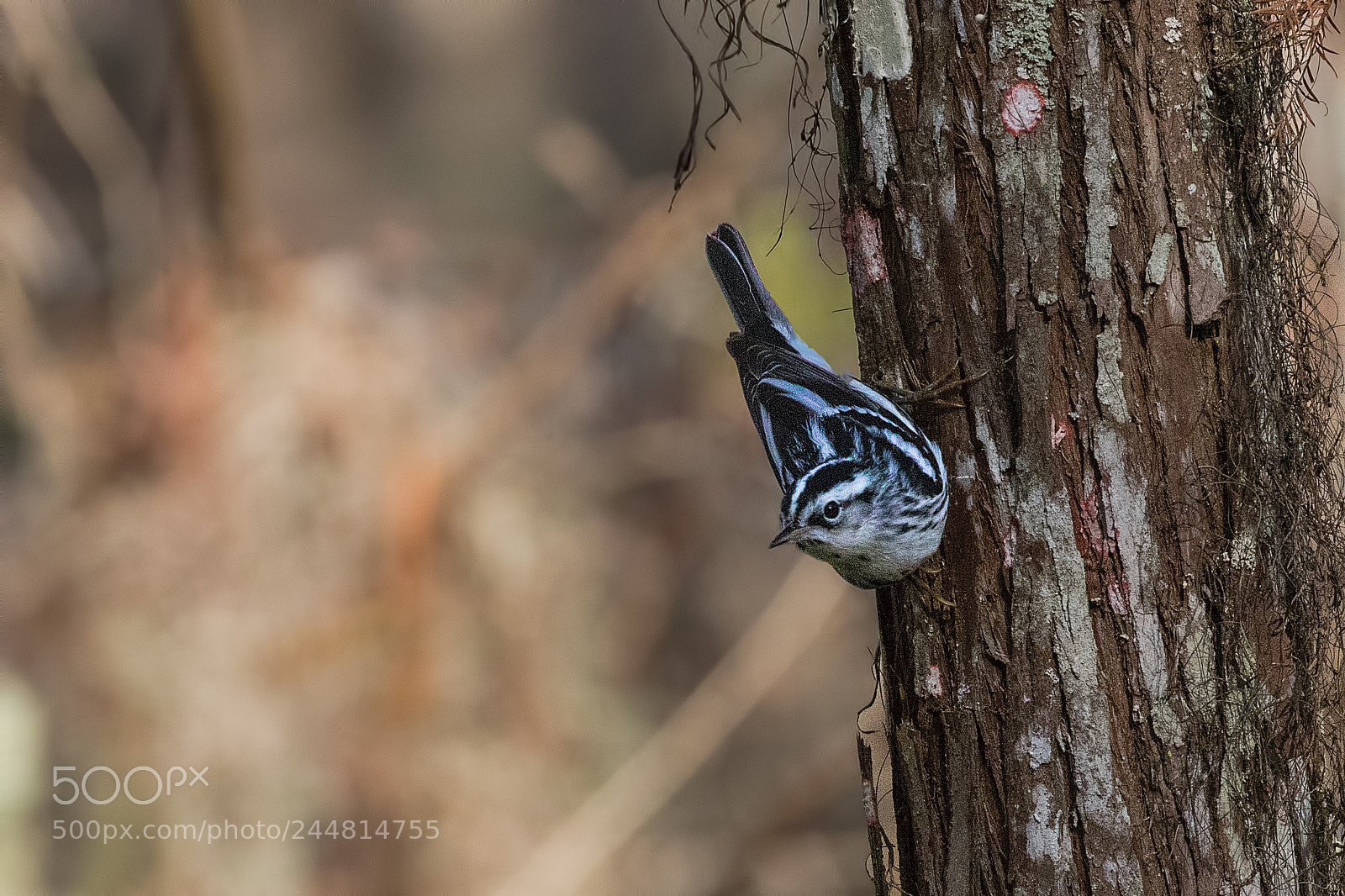 Canon EOS 7D Mark II sample photo. Black and white warbler photography