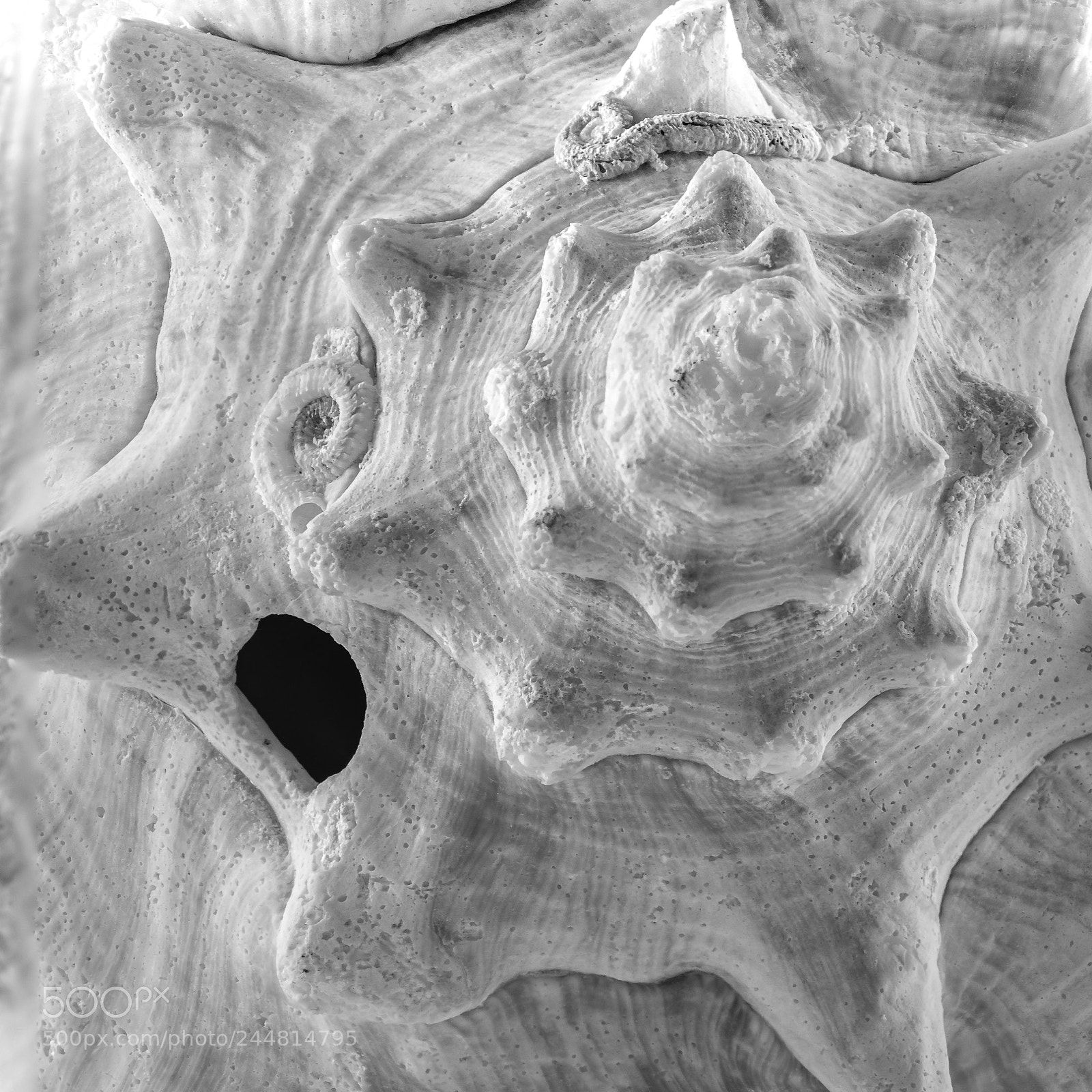 Sony a7R sample photo. Conch shell photography