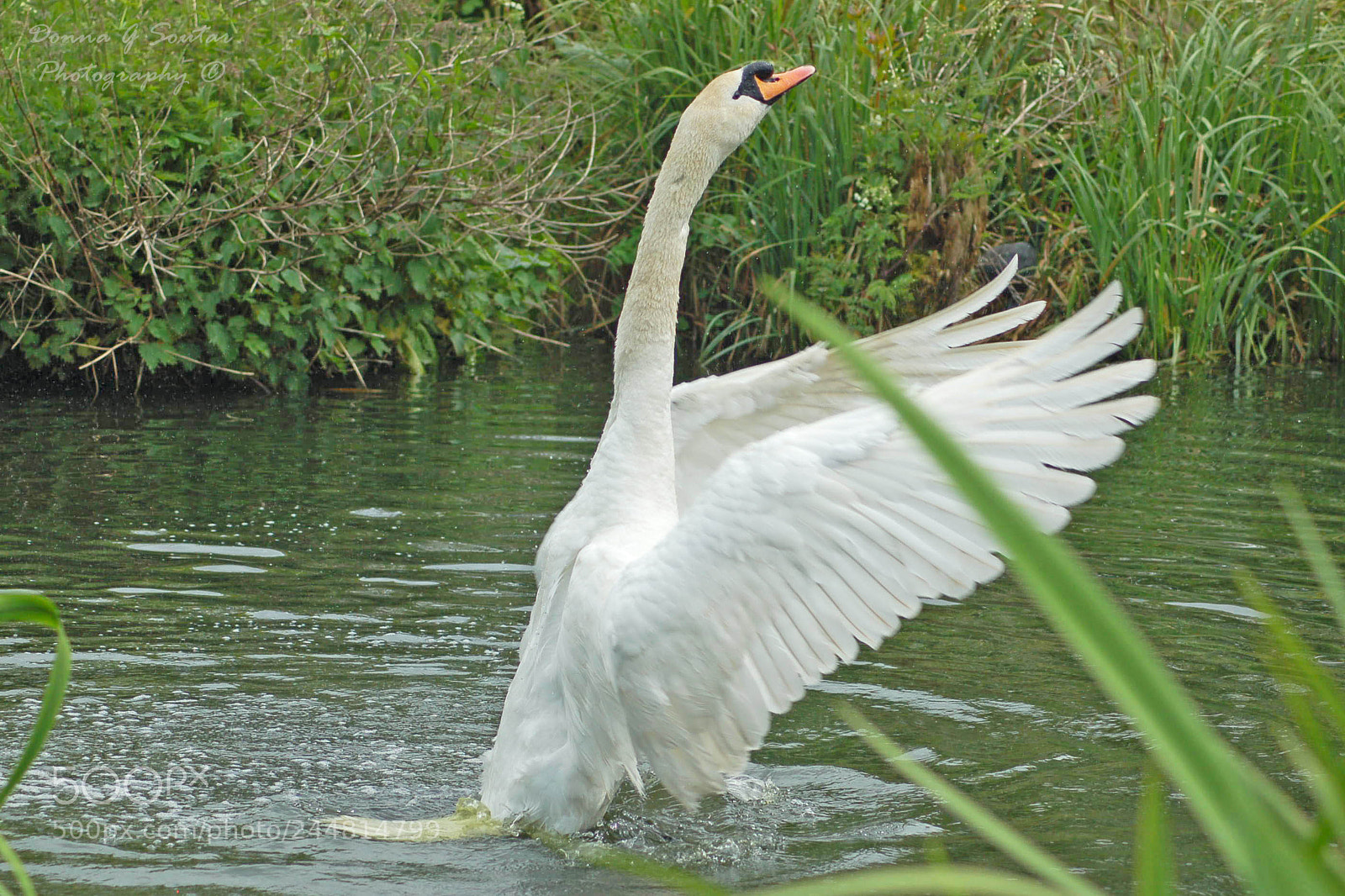 Nikon D50 sample photo. Conducting swan lake photography