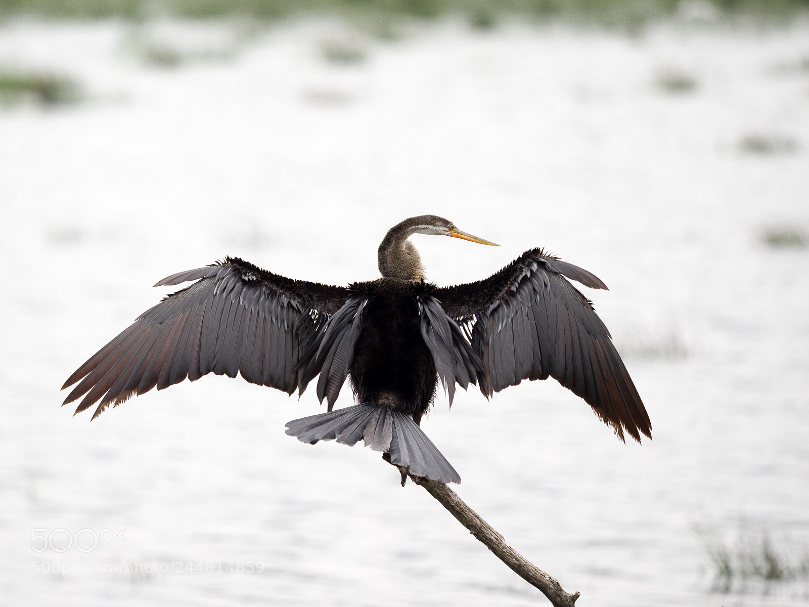 Olympus OM-D E-M1 sample photo. Oriental darter photography