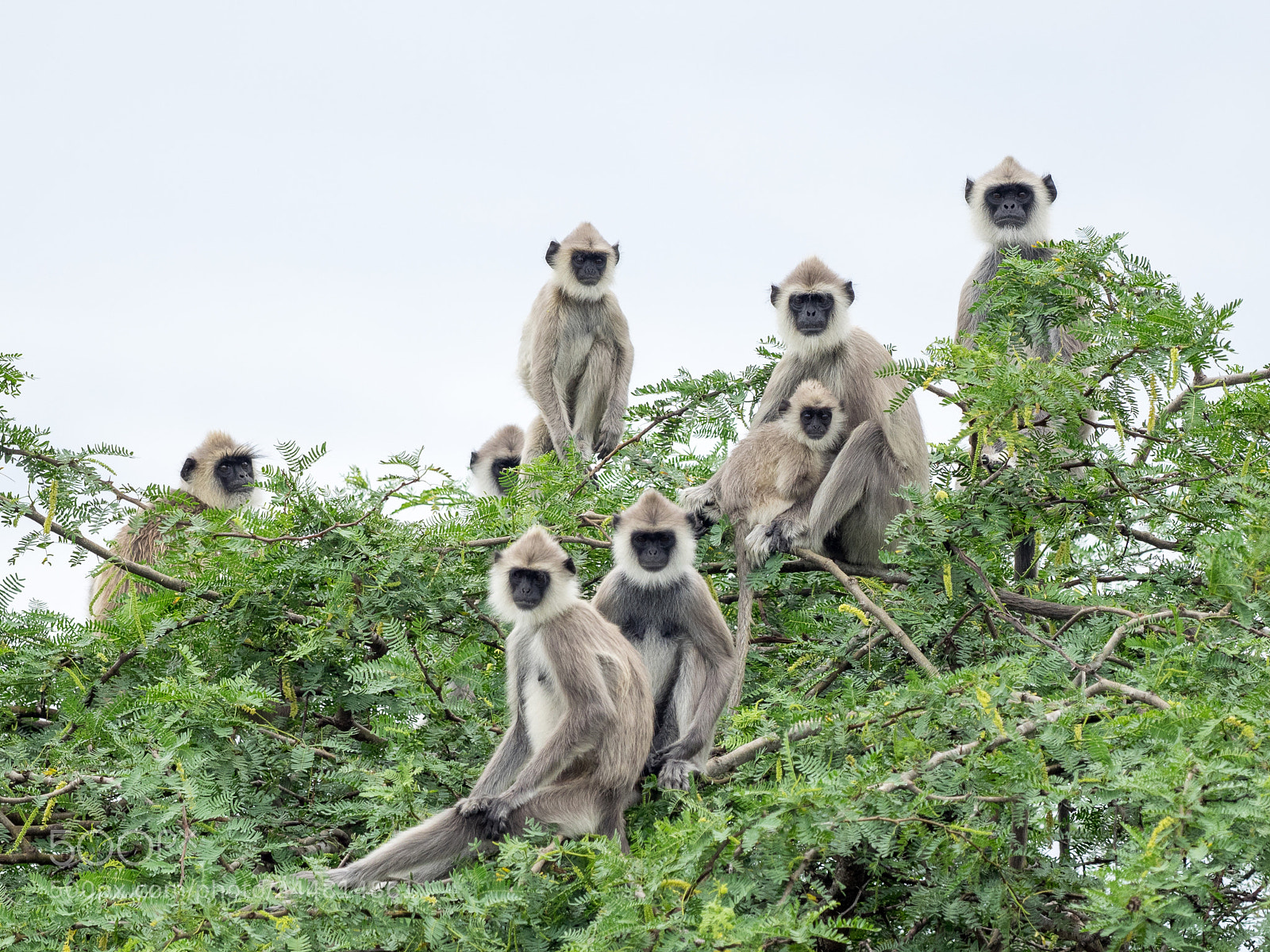 Olympus OM-D E-M1 sample photo. Tufted langurs photography