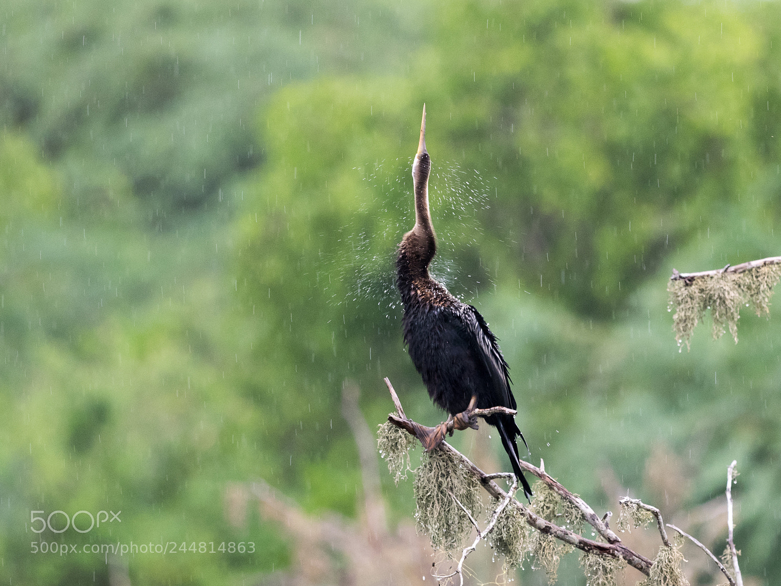 Olympus OM-D E-M1 sample photo. Oriental darter photography