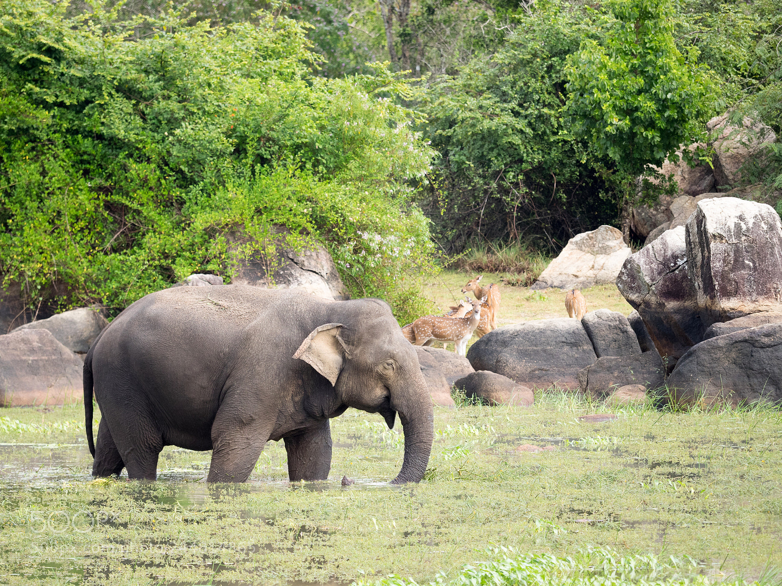 Olympus OM-D E-M1 sample photo. Asian elephant photography