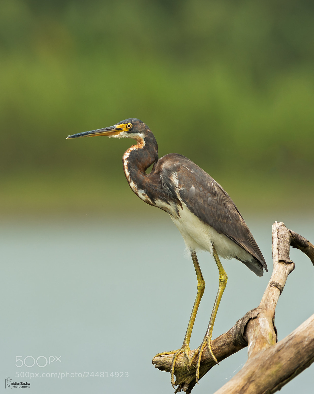 Nikon D4 sample photo. Tricolored heron photography