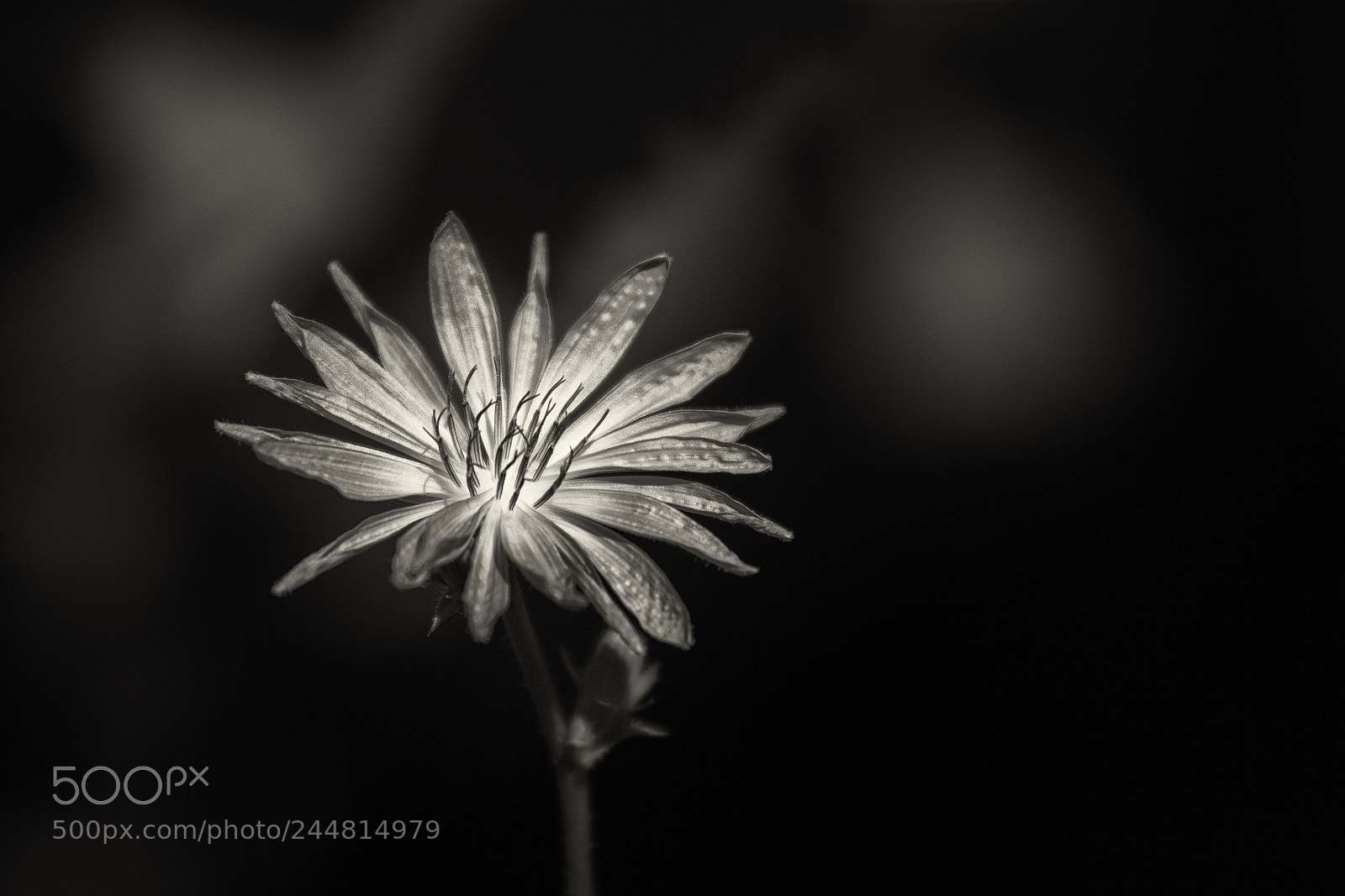 Canon EOS 60D sample photo. Blossom in black and photography