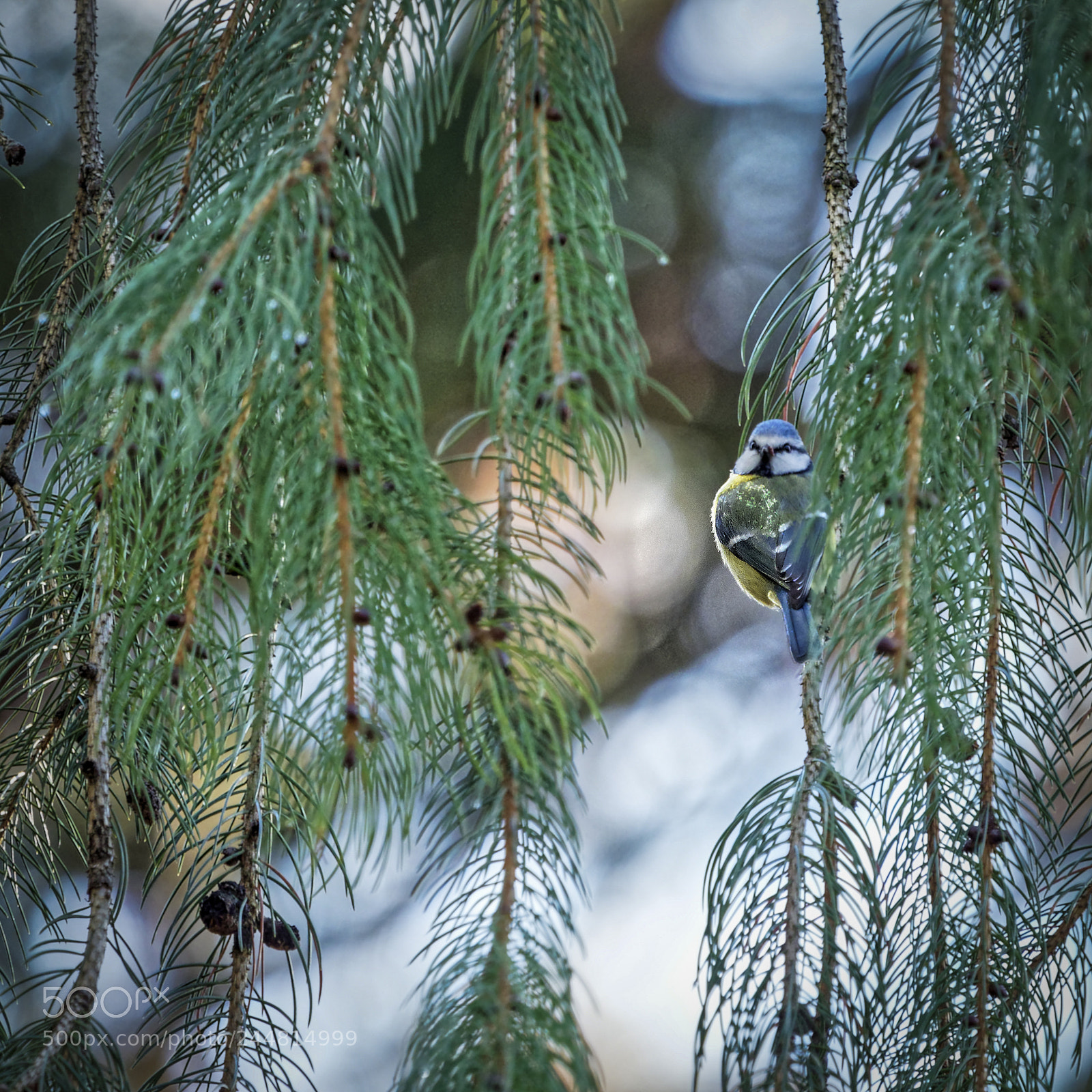 Olympus OM-D E-M1 Mark II sample photo. Blue tit photography