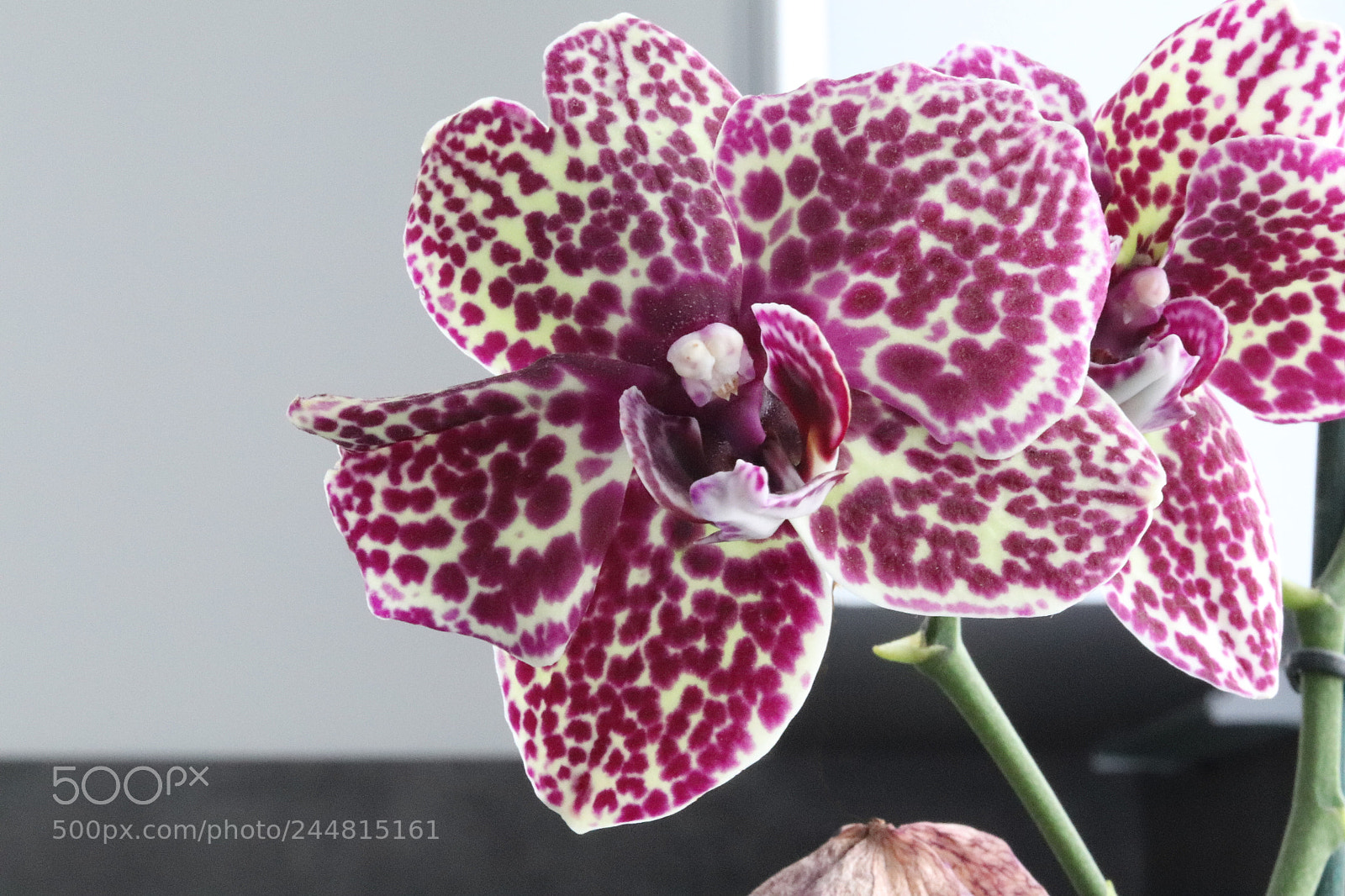 Canon EOS 77D (EOS 9000D / EOS 770D) + Canon EF 50mm F1.8 STM sample photo. Orchid photography