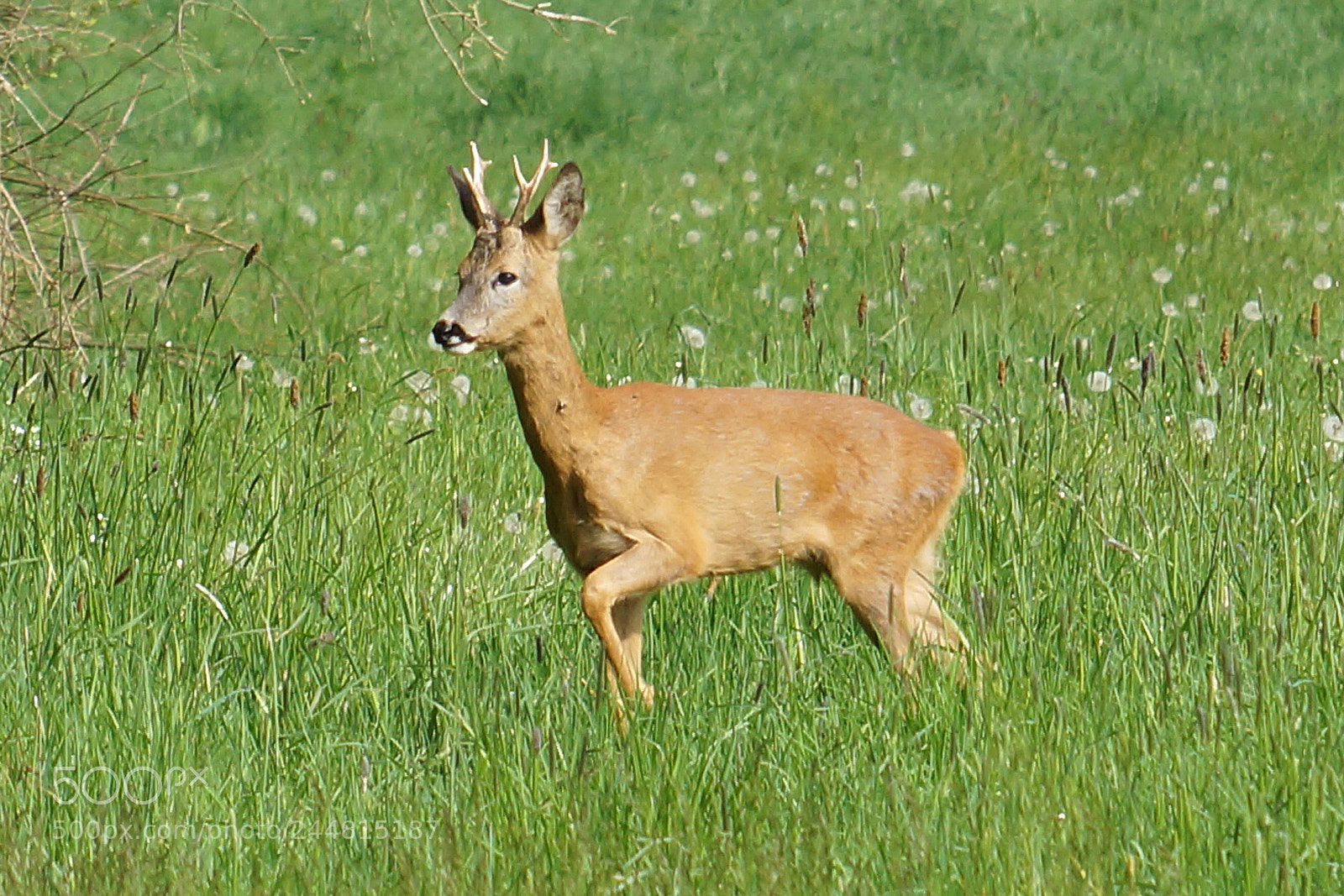 Sony SLT-A77 sample photo. Rehbock photography