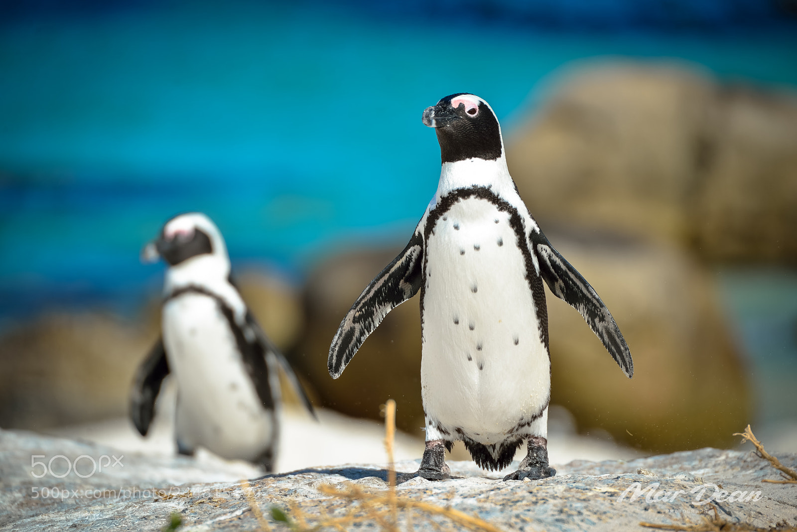 Nikon D600 sample photo. Pinguins photography