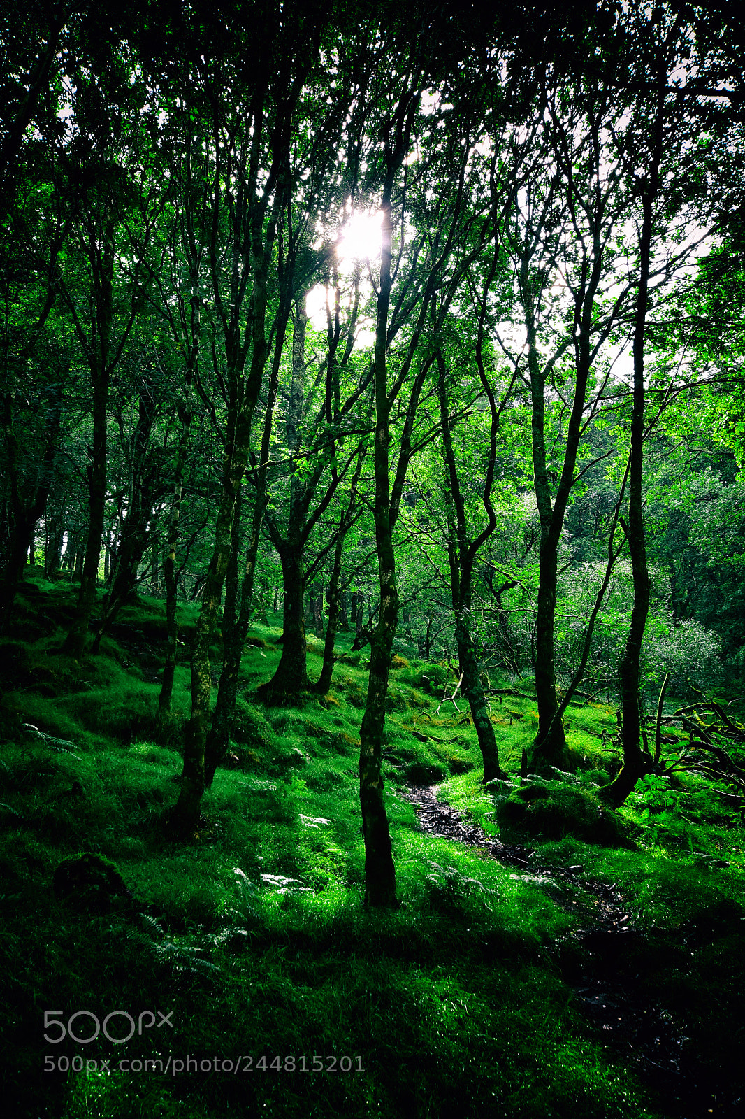 Nikon D7200 sample photo. Forest ireland photography