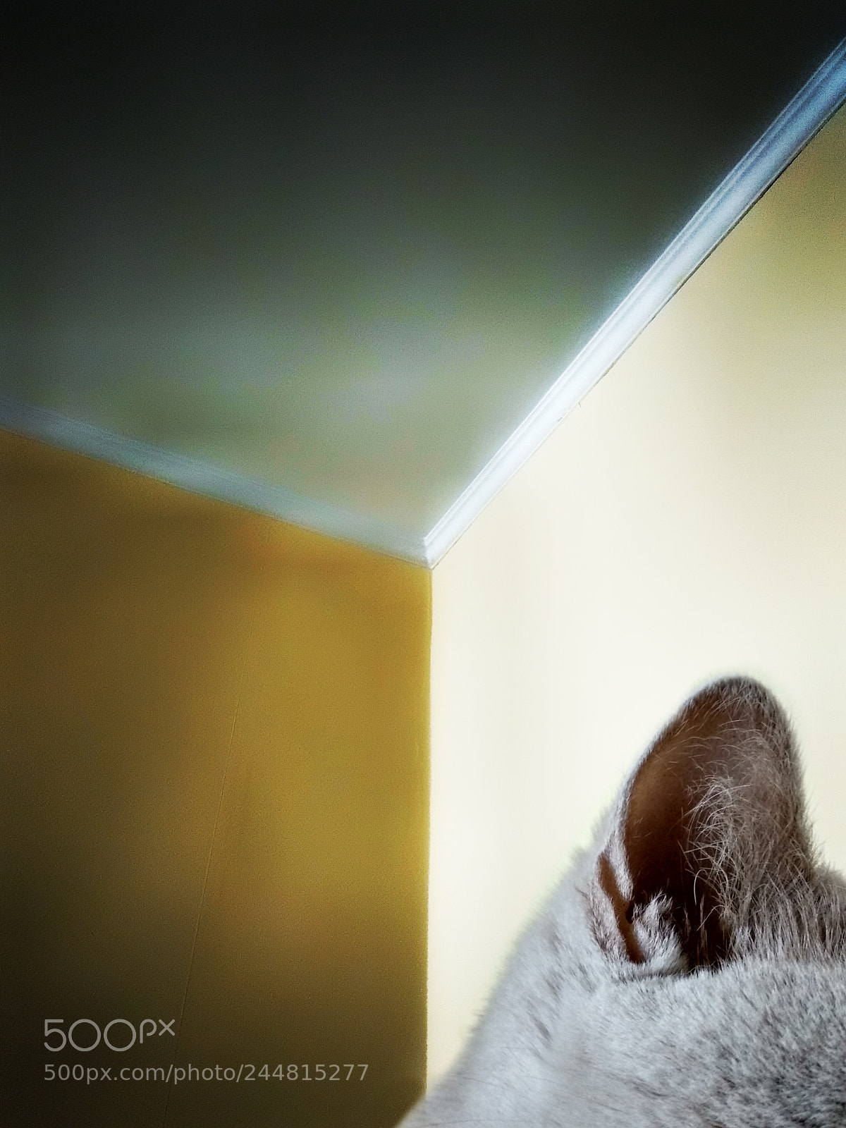 Xiaomi Mi A1 sample photo. Watercolor. canvas...cat photography