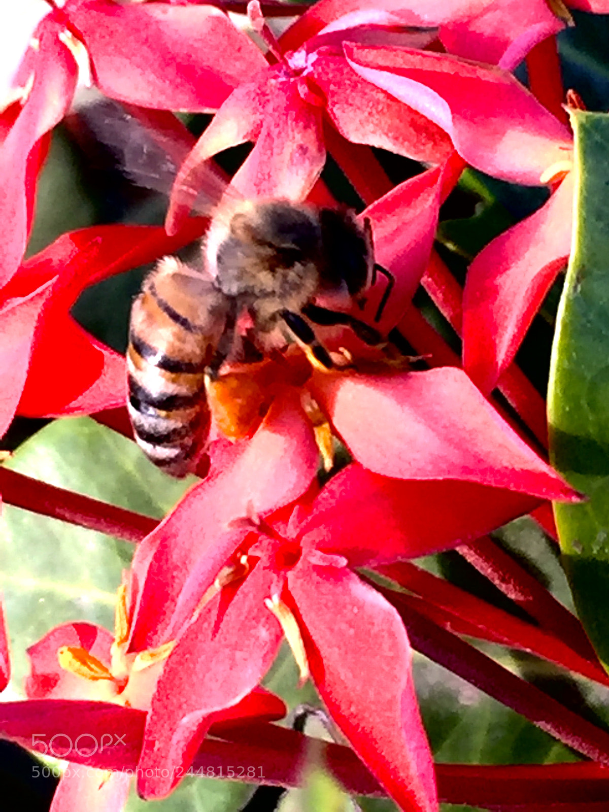 Apple iPhone 6 sample photo. Pollination / polenizacion photography