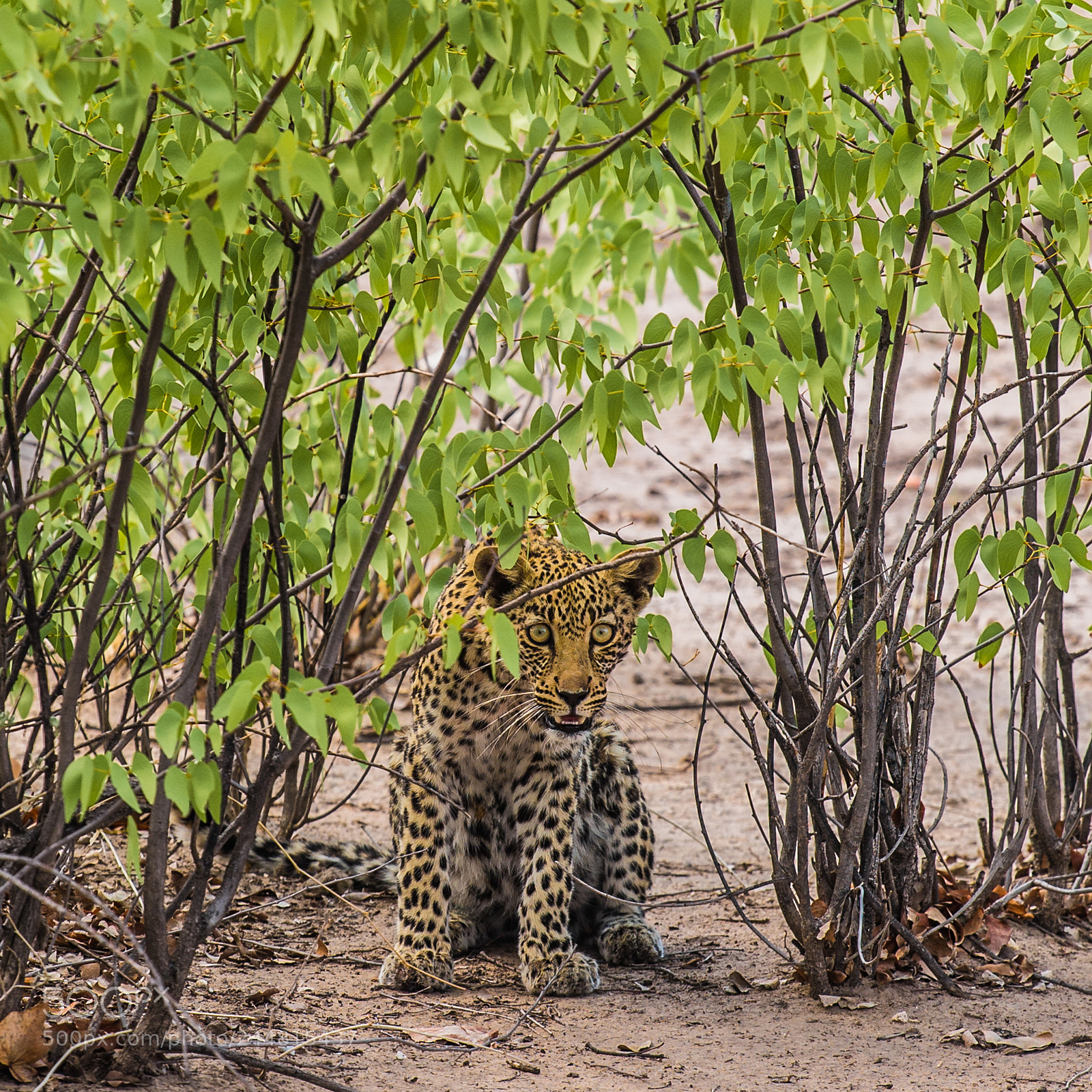 Nikon D4S sample photo. Etosha leopard cub photography