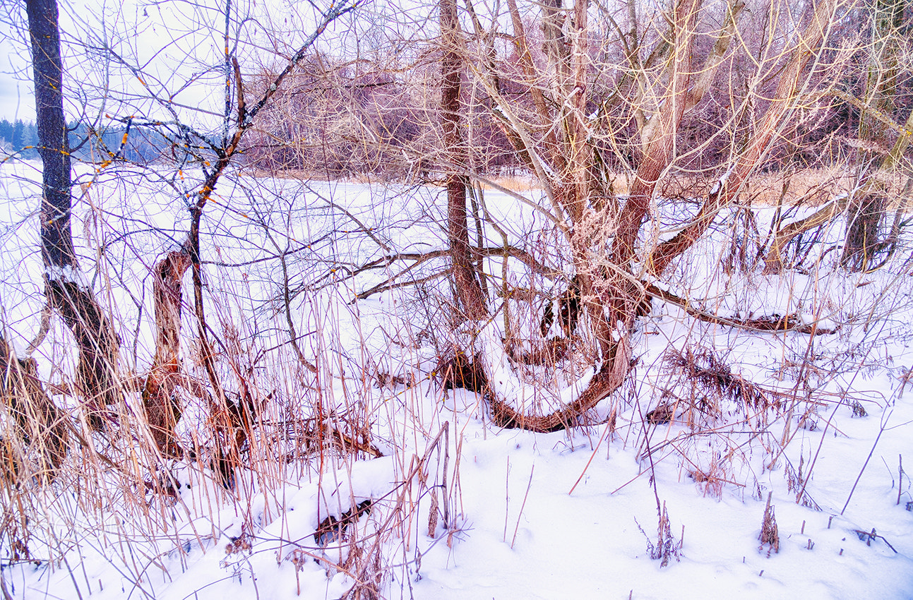 Nikon Df sample photo. Untitled photography