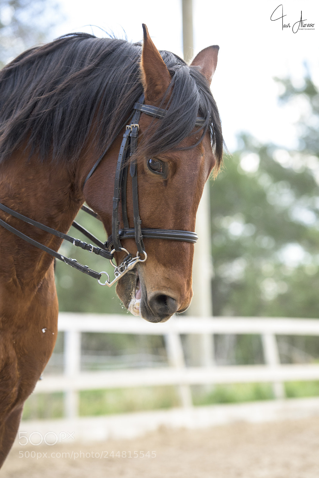 Nikon D5 sample photo. Joyce's horse photography