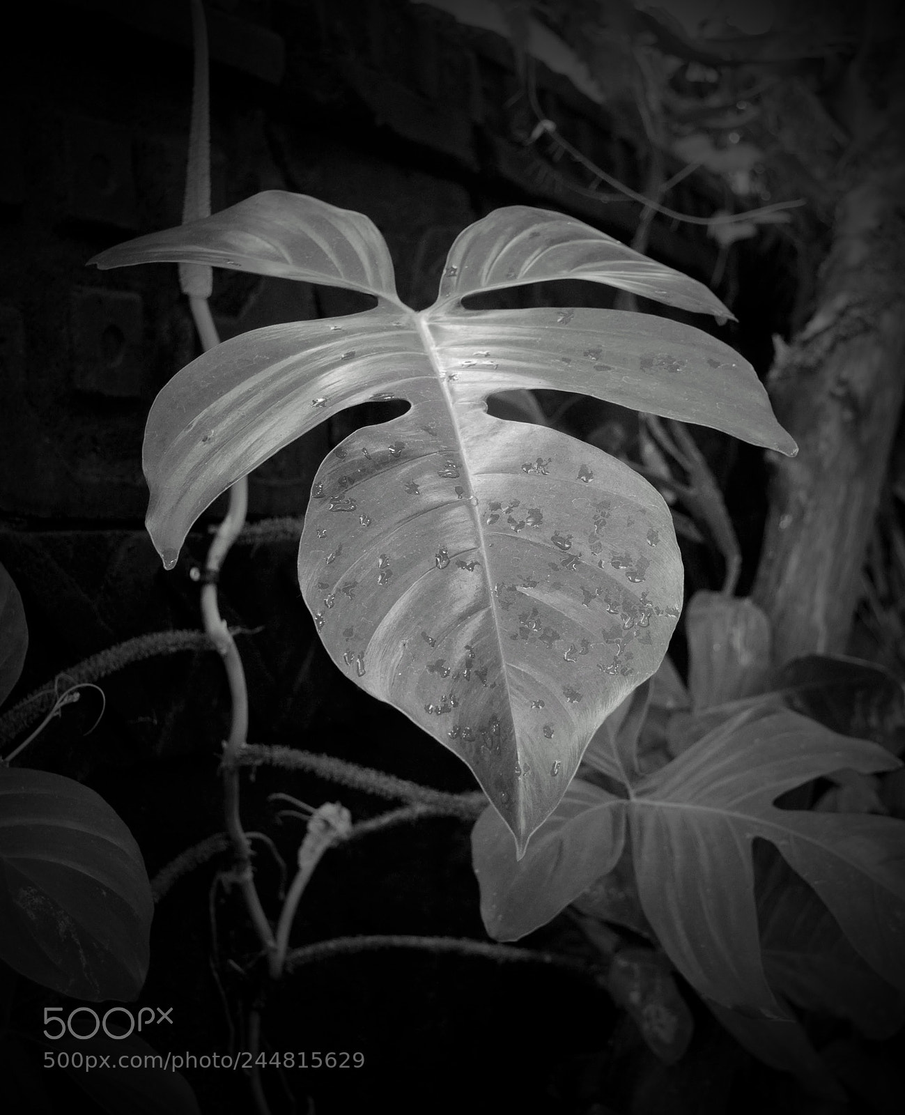 Nikon D3000 sample photo. Philodendron squamiferum photography