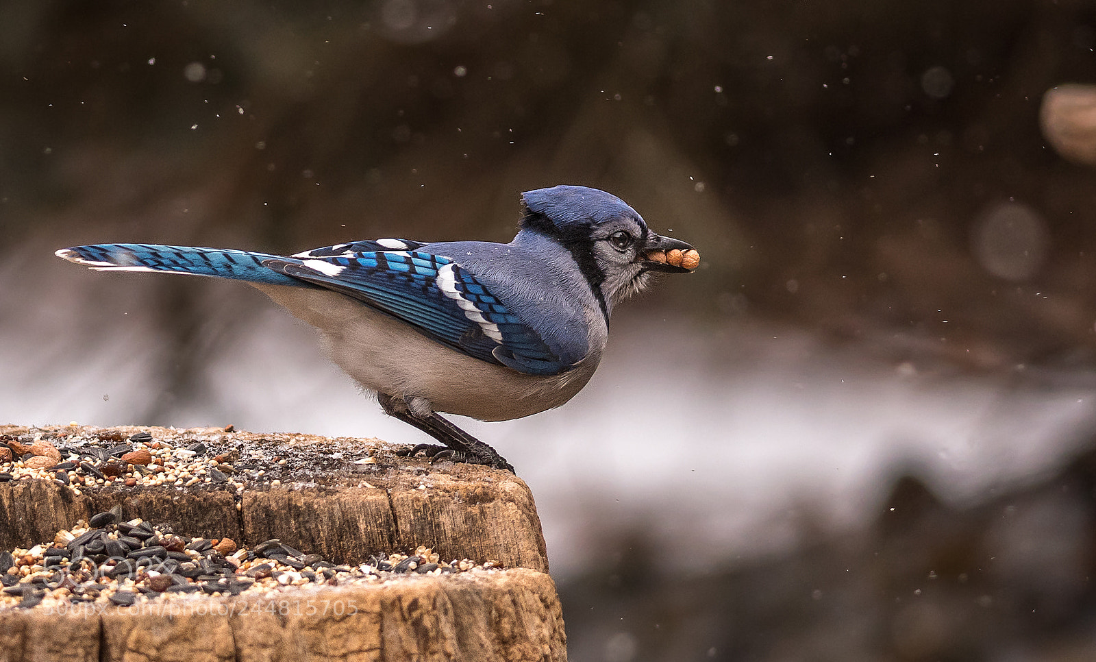Nikon D500 sample photo. Blue jay with a photography