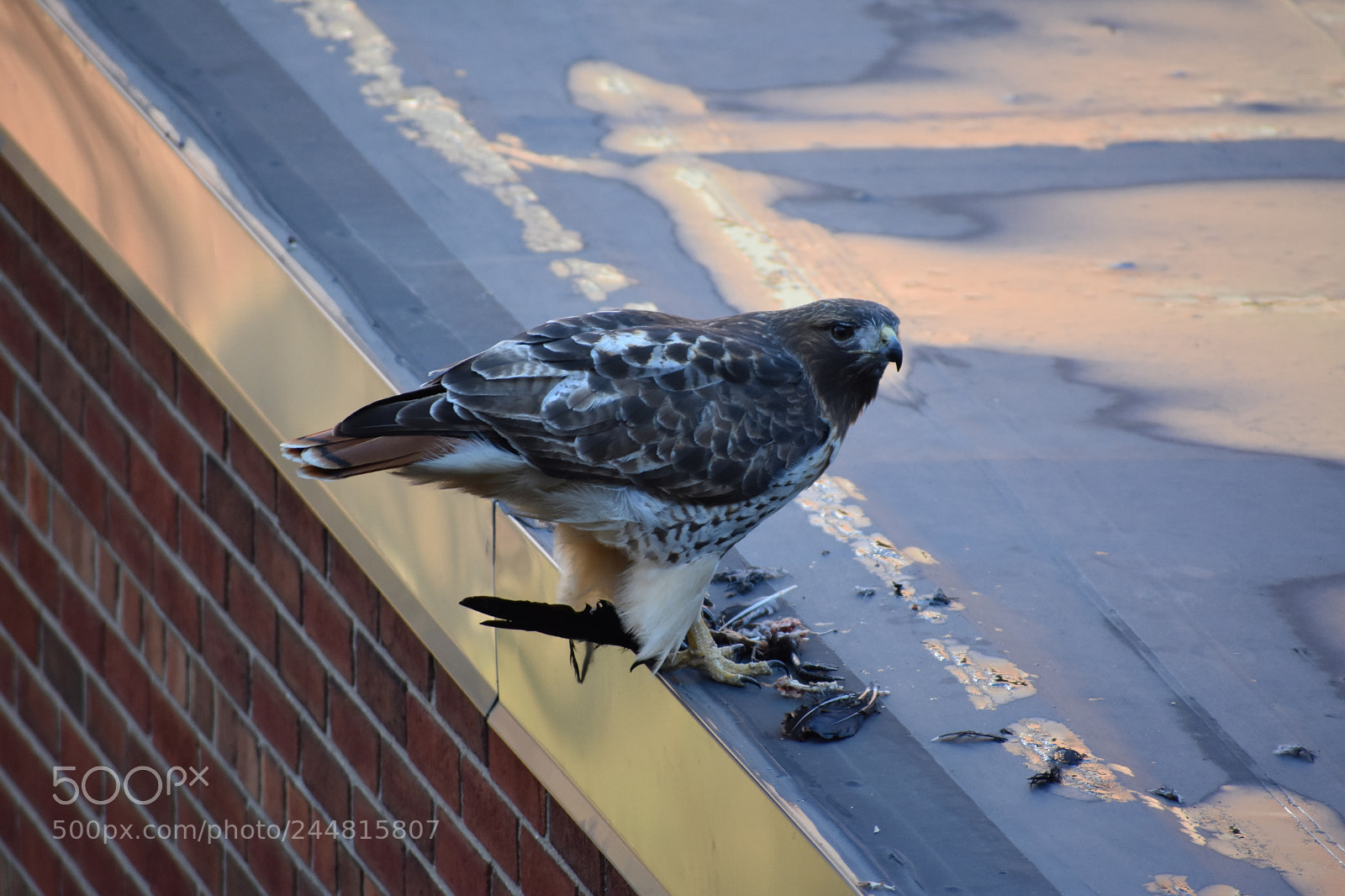 Nikon D3400 sample photo. Red tailed hawk has photography