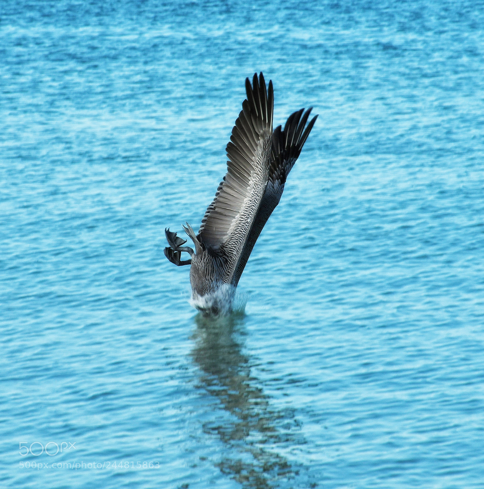 Nikon D7500 sample photo. Pelícano pescando photography