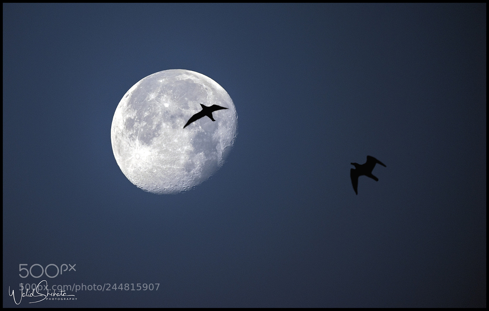 Nikon D5500 sample photo. Moon and birds photography