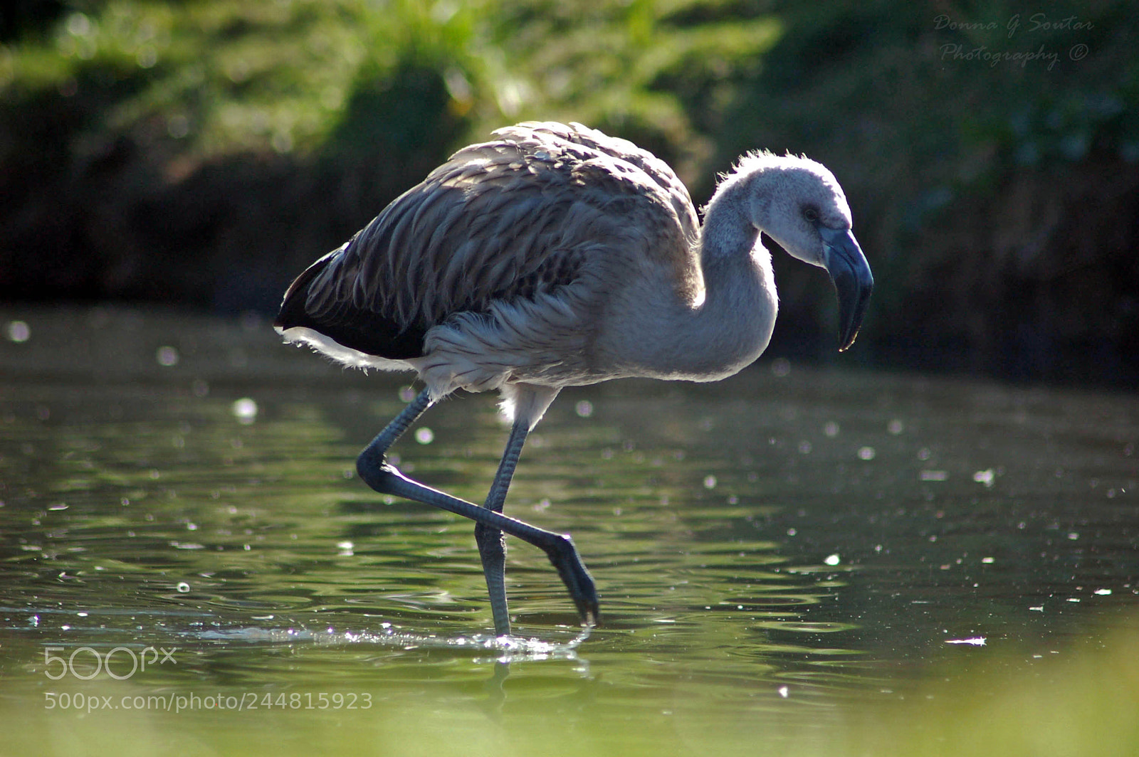 Nikon D50 sample photo. Young flamingo photography
