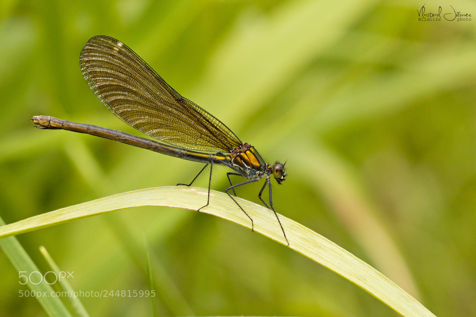 Canon EOS 7D Mark II sample photo. Calopteryx virgo photography
