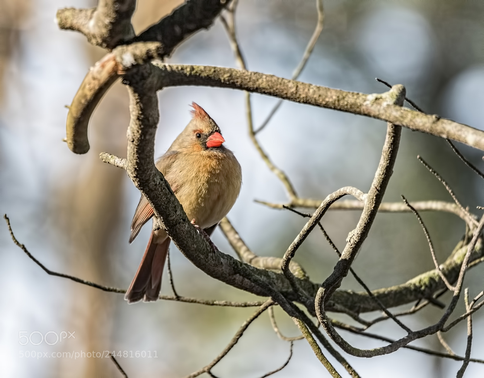 Canon EOS 7D Mark II sample photo. Cardinal (female) photography