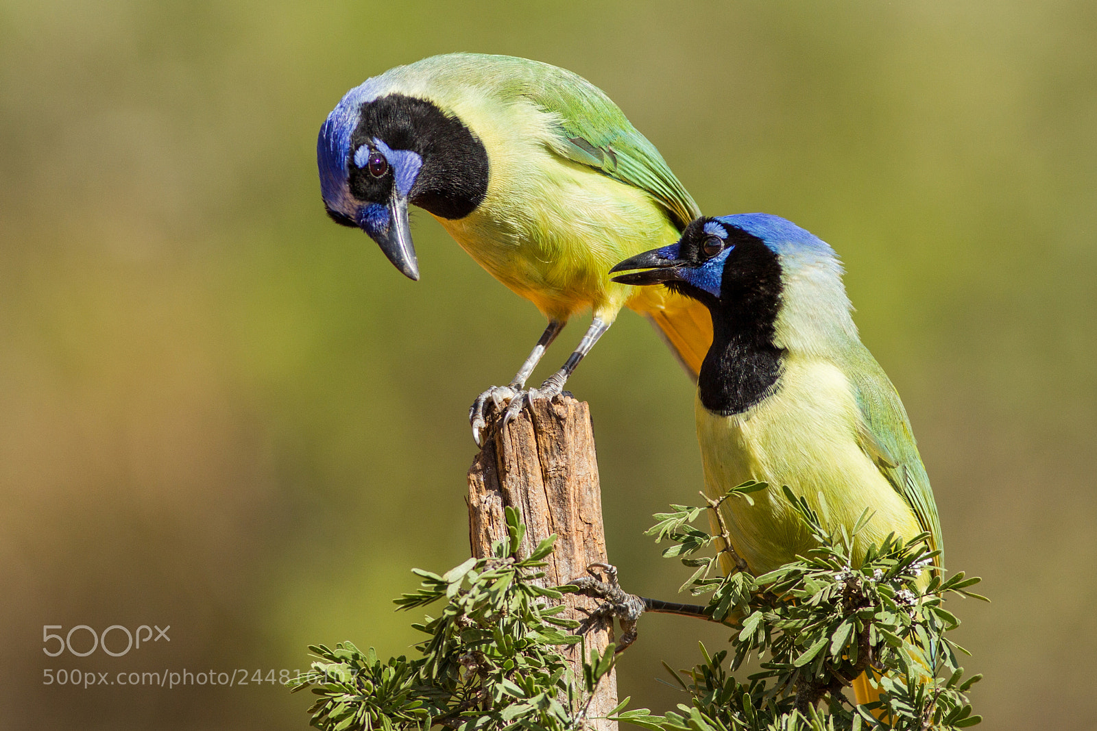 Canon EOS-1D Mark IV sample photo. Green jays photography