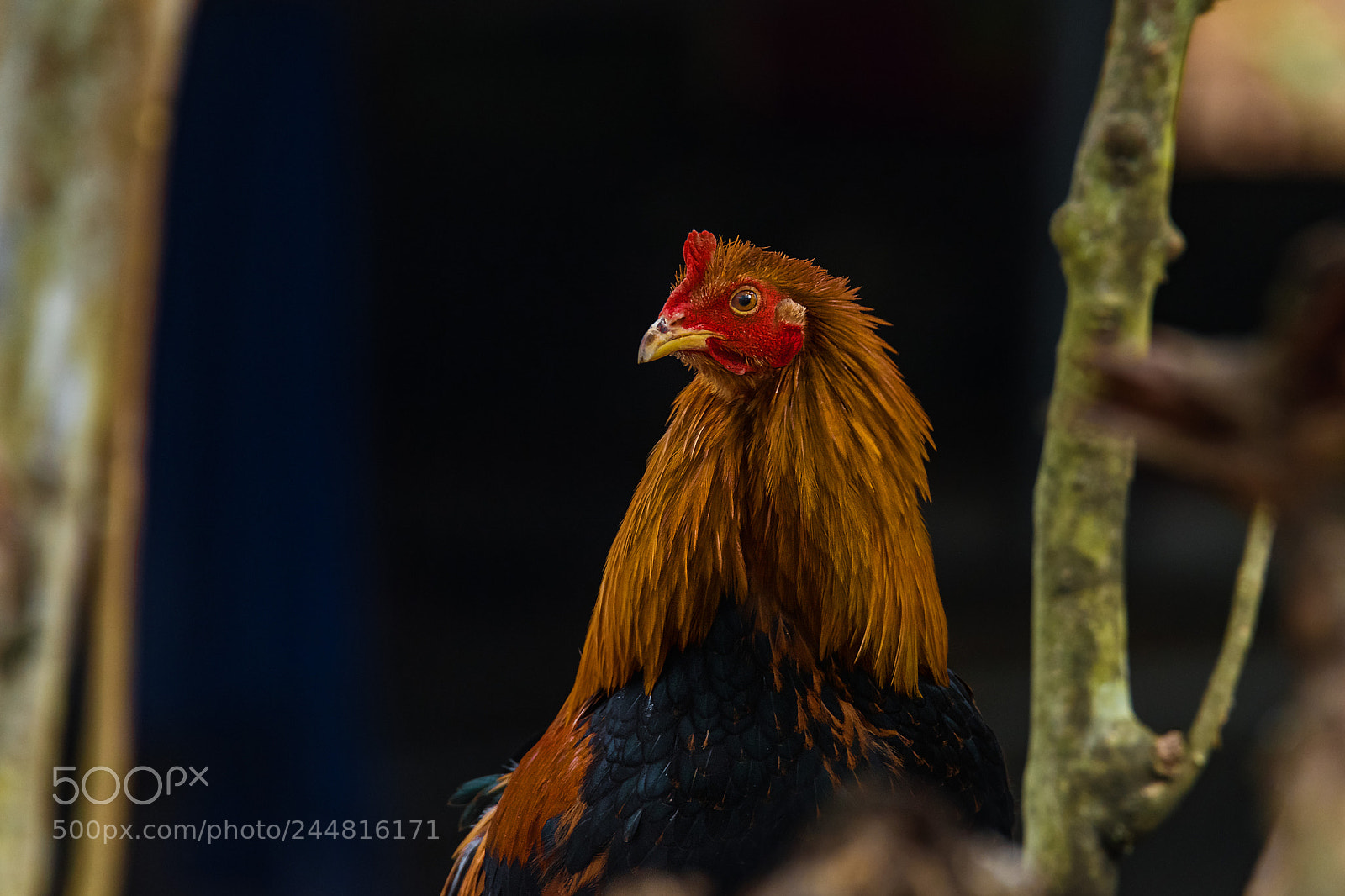 Nikon D810 sample photo. Untitled photography