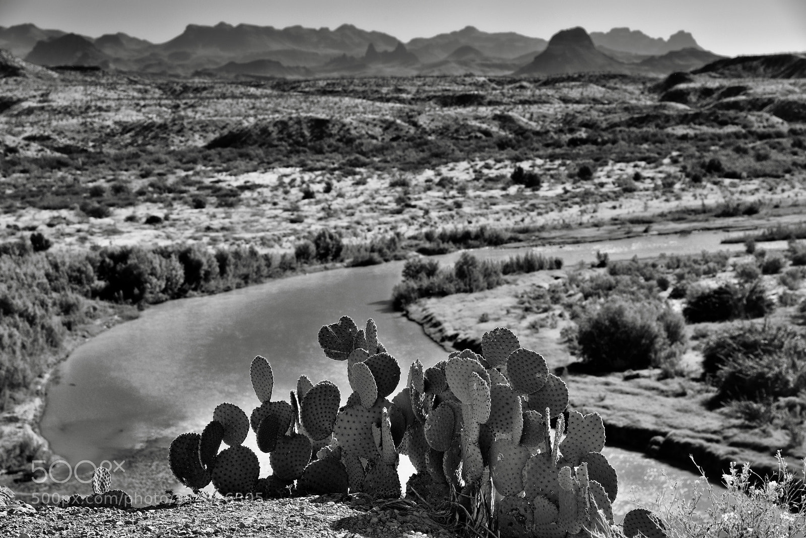 Nikon D800E sample photo. Cactus plants and a photography