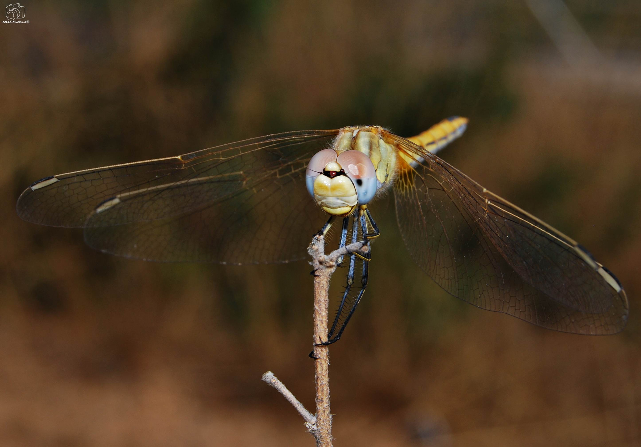 Nikon D60 sample photo