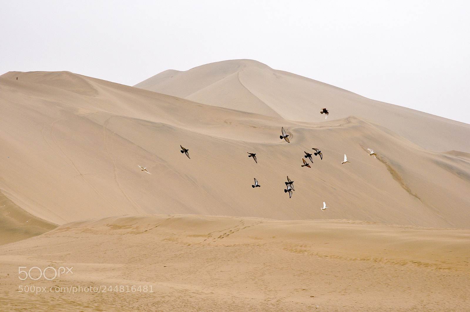 Nikon D90 sample photo. Several birds are flying photography