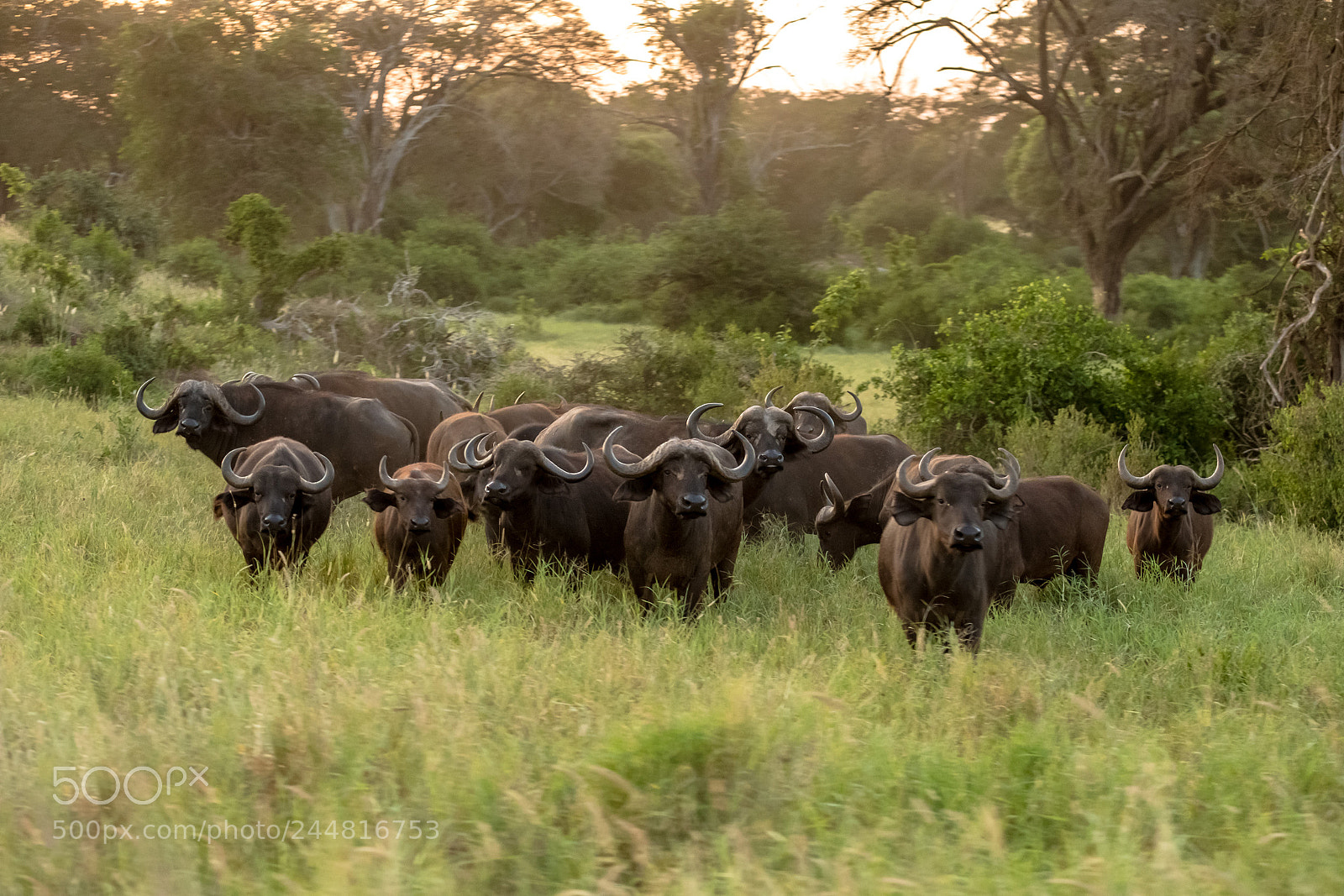 Fujifilm X-T2 sample photo. Buffalo squad photography