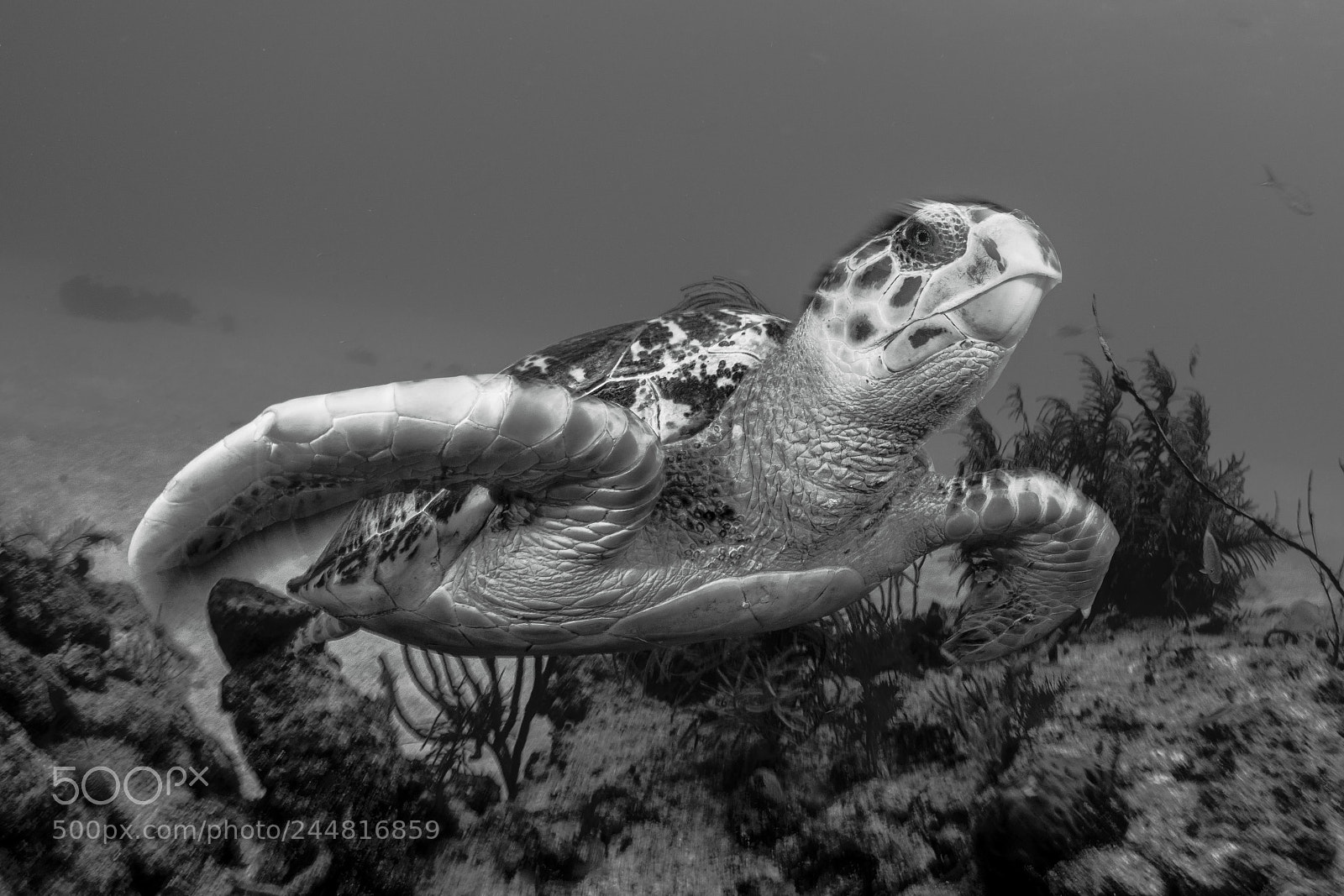Nikon D800E sample photo. Turtle photography