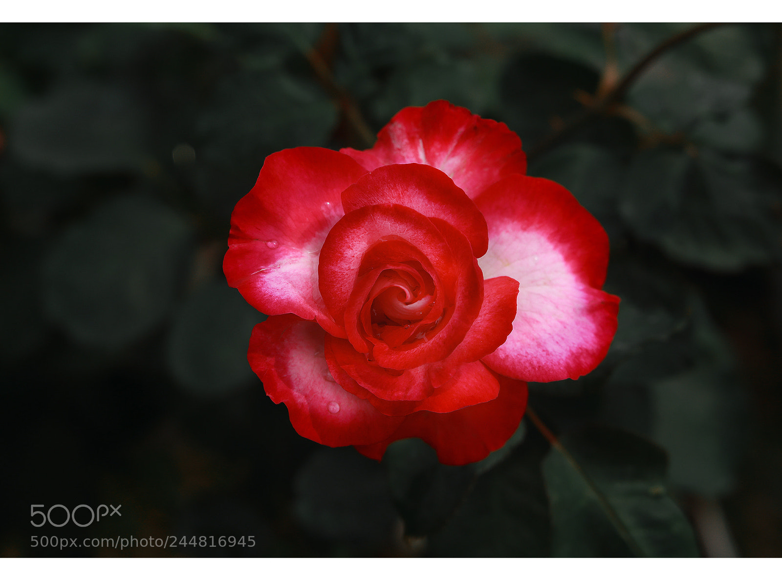 Canon EOS 6D sample photo. Roses photography