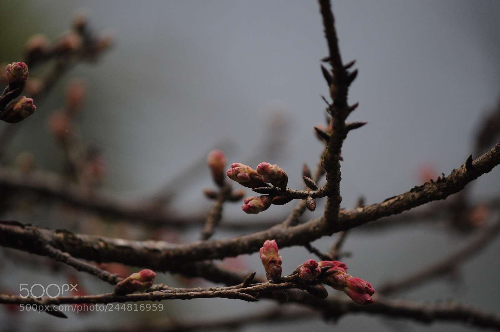 Nikon D5000 sample photo. 20180128_2 photography