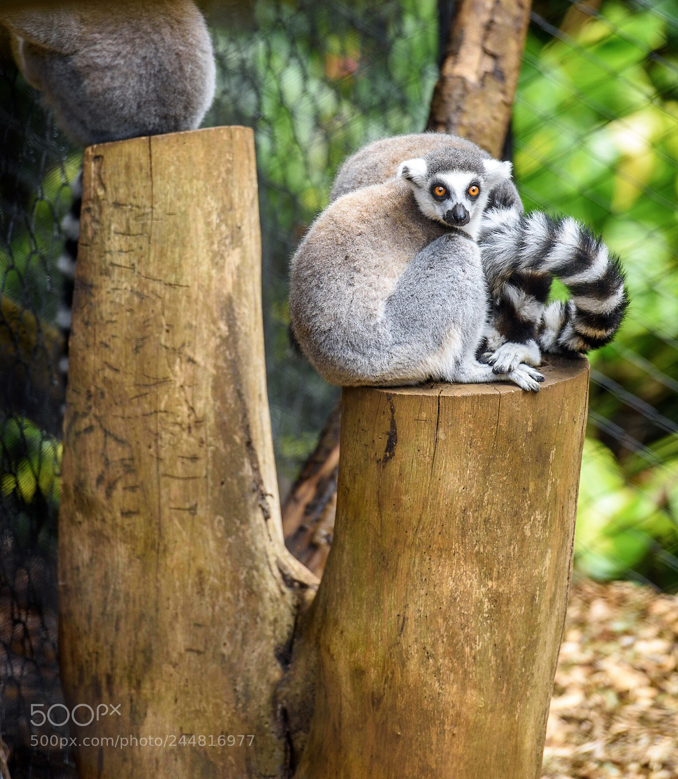Nikon D810 sample photo. Lemure from madagaskar photography