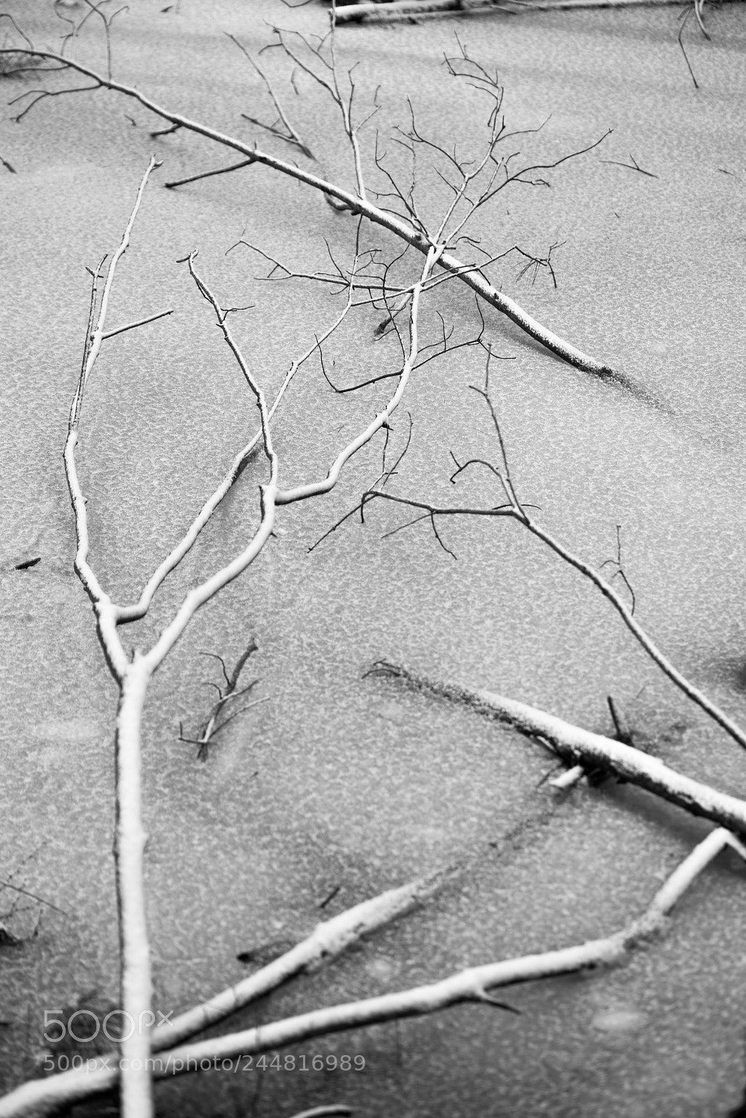 Pentax K-1 sample photo. Snow-covered branches on frozen photography