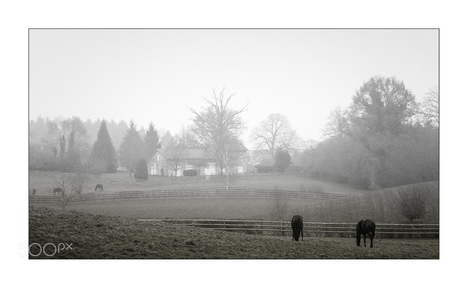 Nikon D3S sample photo. Chevaux dans la brume photography