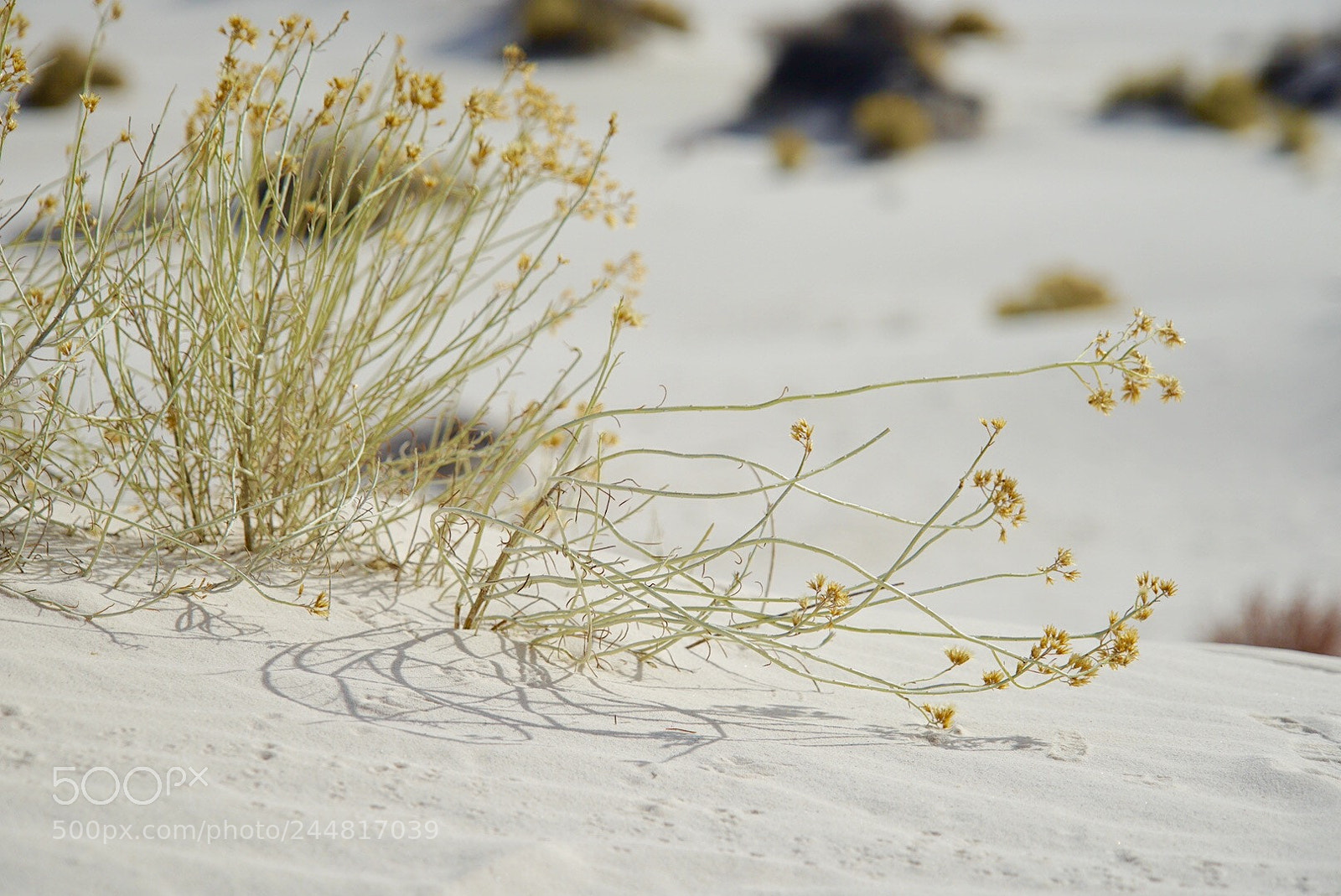 Sony a7 II sample photo. Grass in desert photography