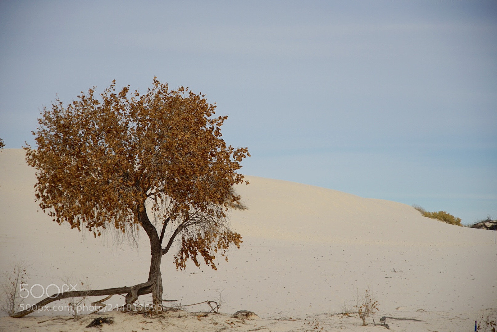 Sony a7 II sample photo. Lonely tree photography
