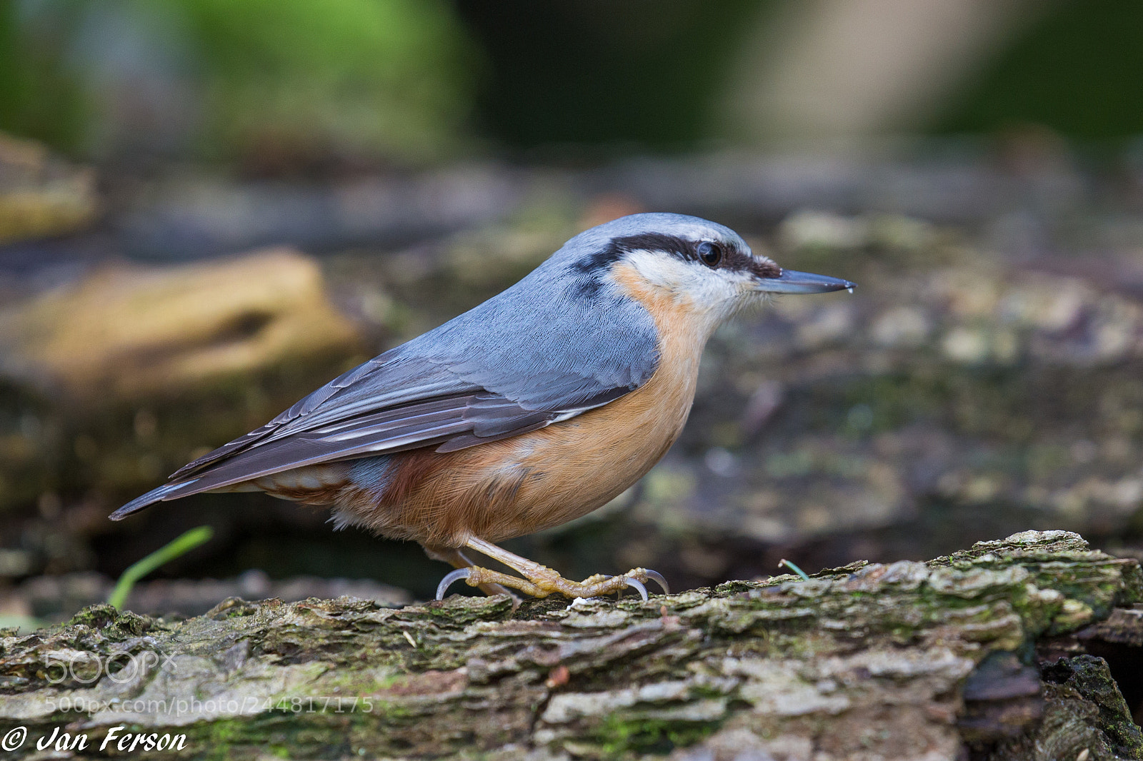Canon EOS 6D sample photo. Nuthatch ! photography