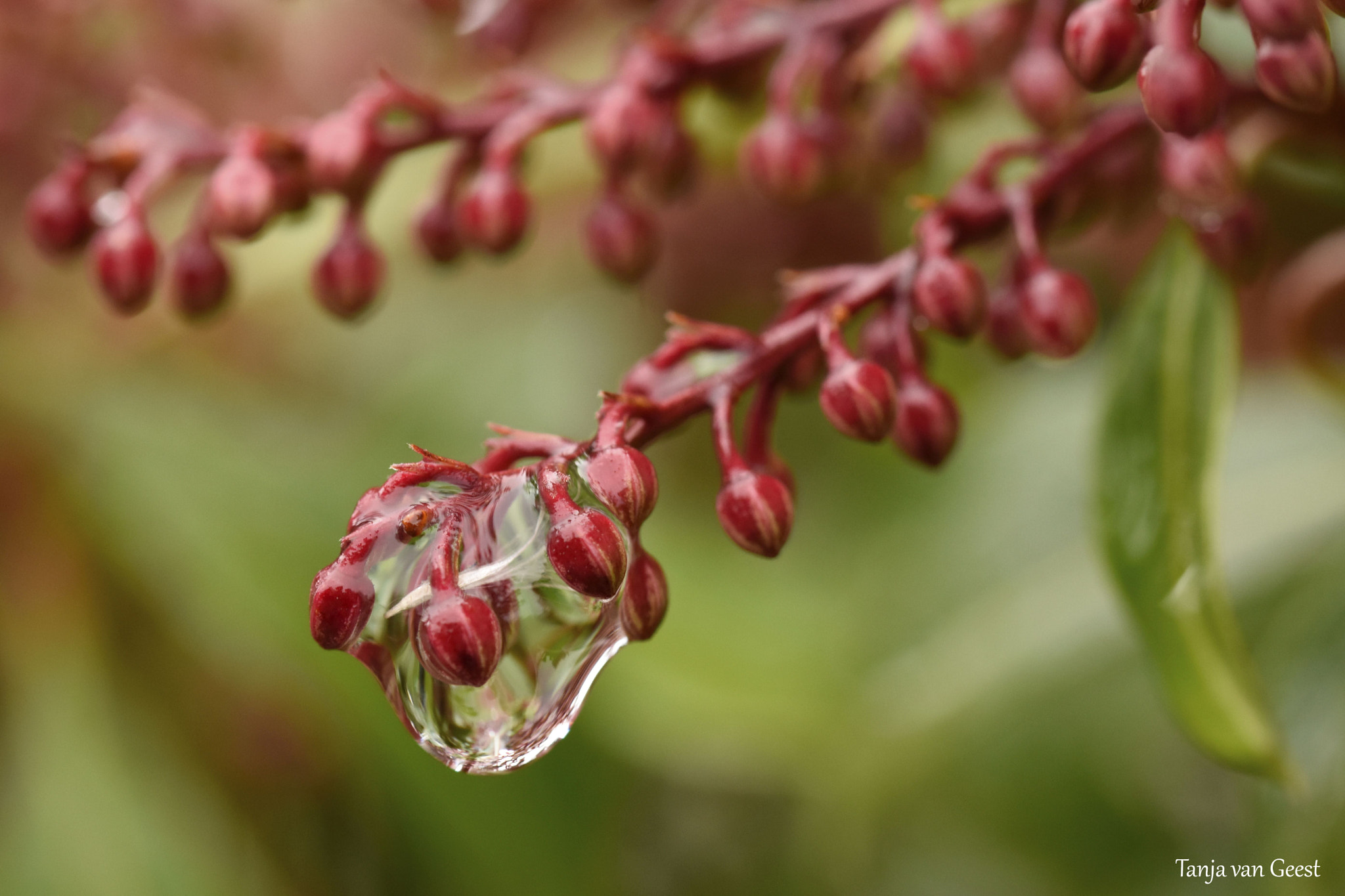 Sigma 105mm F2.8 EX DG OS HSM sample photo. After the rain photography