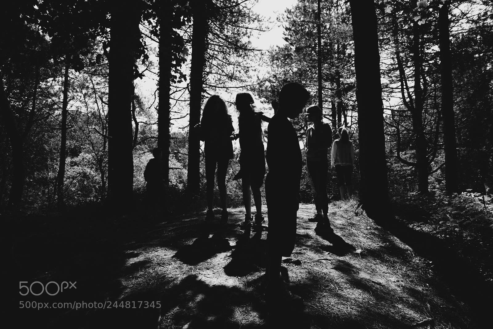 Fujifilm X-M1 sample photo. Forêt de condette photography