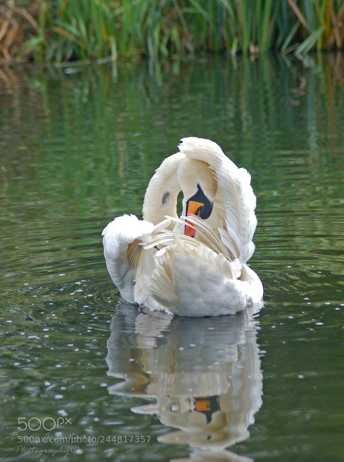 Nikon D50 sample photo. Grace photography