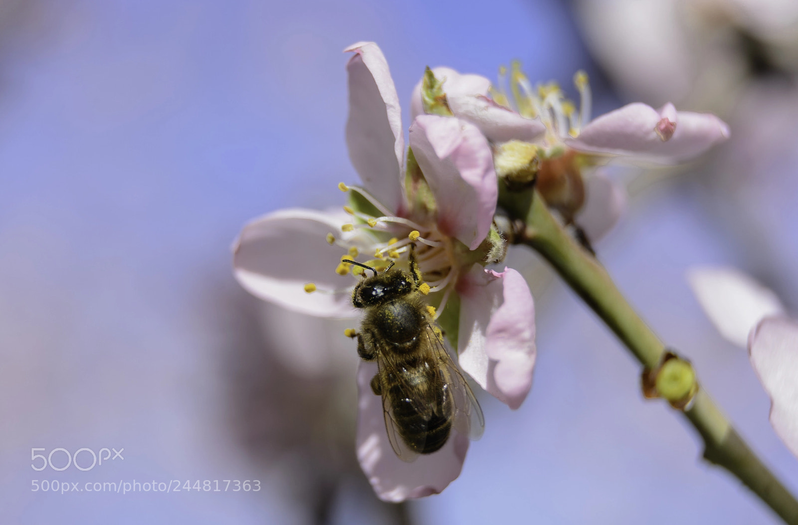 Nikon D7100 sample photo. Almendra...será.. photography