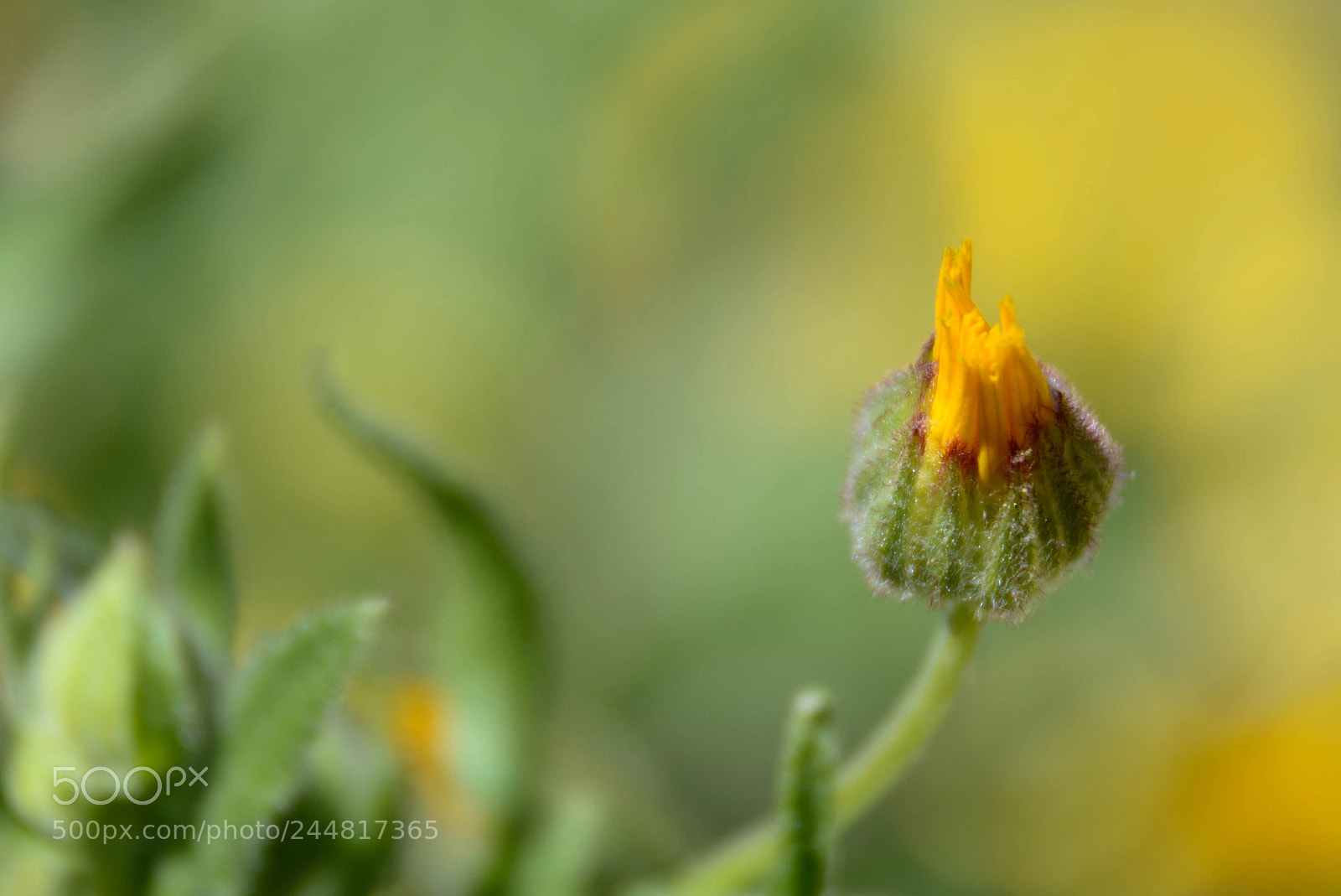 Nikon D7100 sample photo. Flower photography