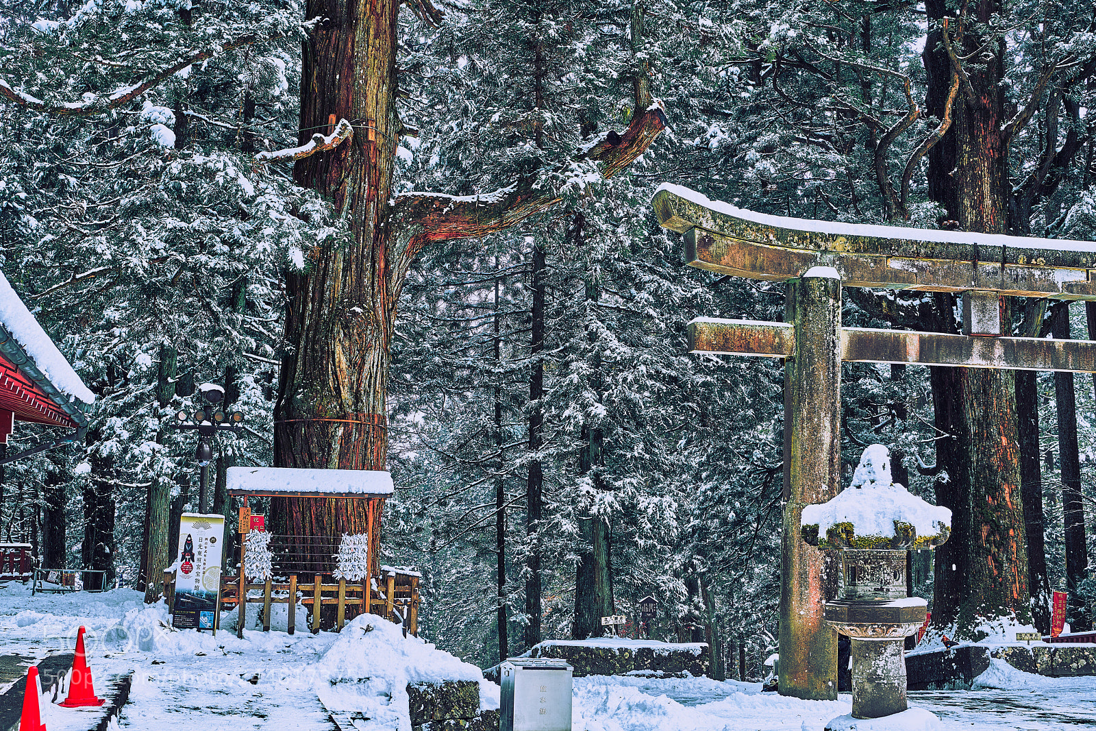 Nikon D850 sample photo. Gate cedar photography