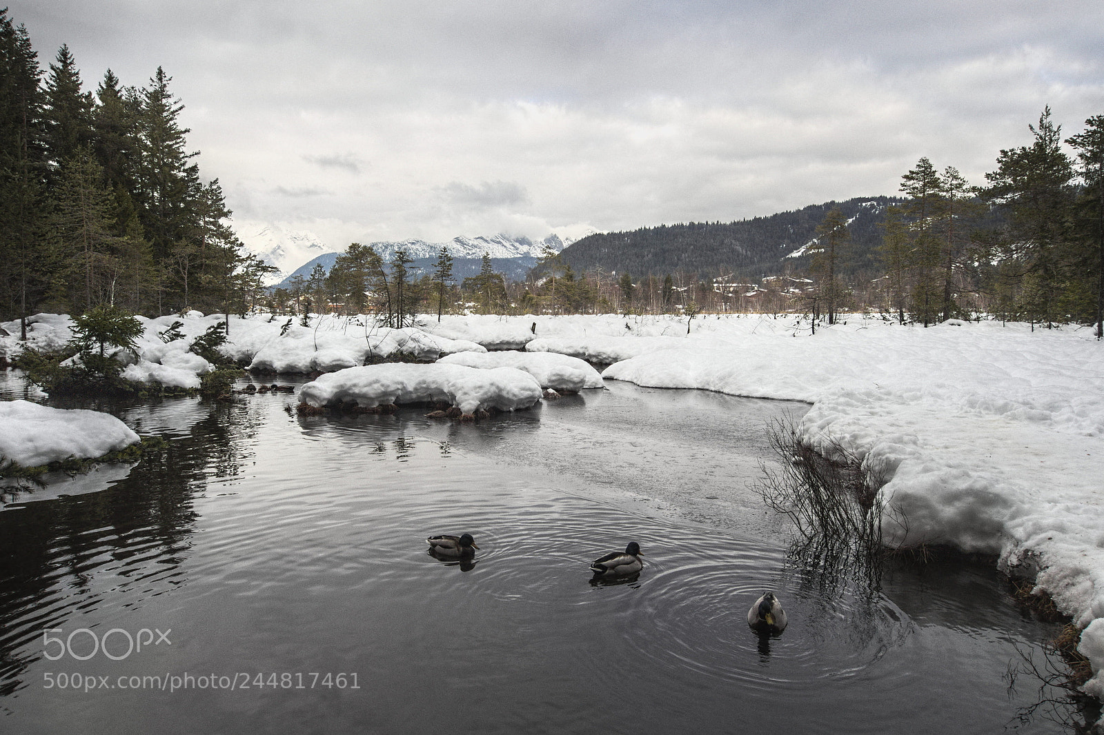 Olympus PEN E-PL5 sample photo. Three ducks photography