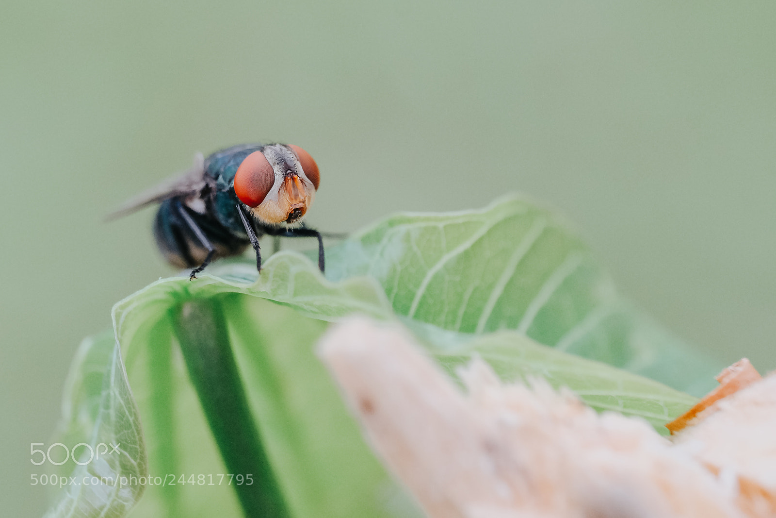 Fujifilm X-T1 sample photo. Macro lalat photography